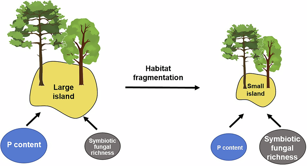 Fig. 6: Conceptual framework of variations in soil nutrients, fungal richness and plant aboveground biomass among islands.