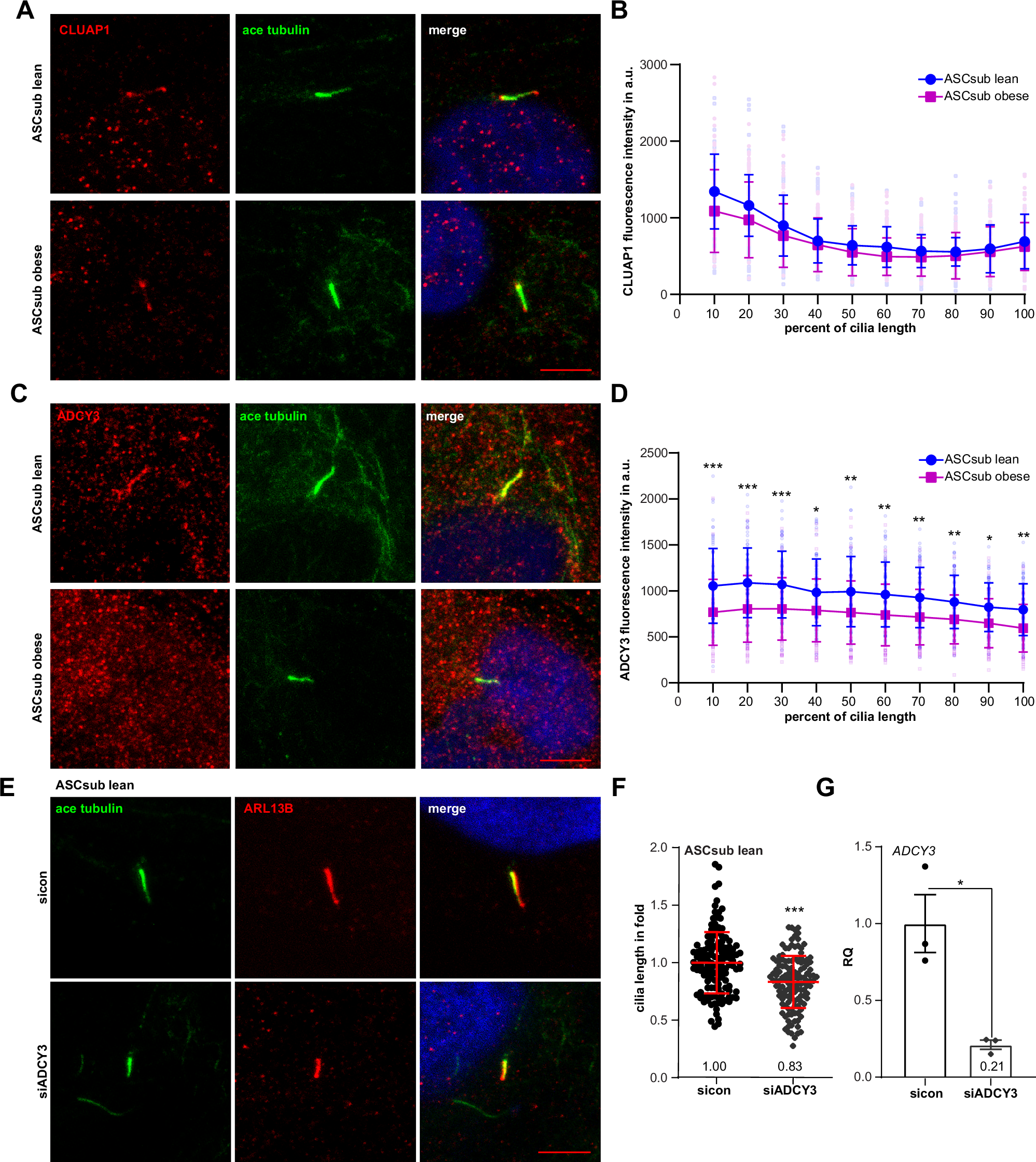 Fig. 5: Reduced ADCY3 intensity at the cilium of ASCs from donors with obesity.