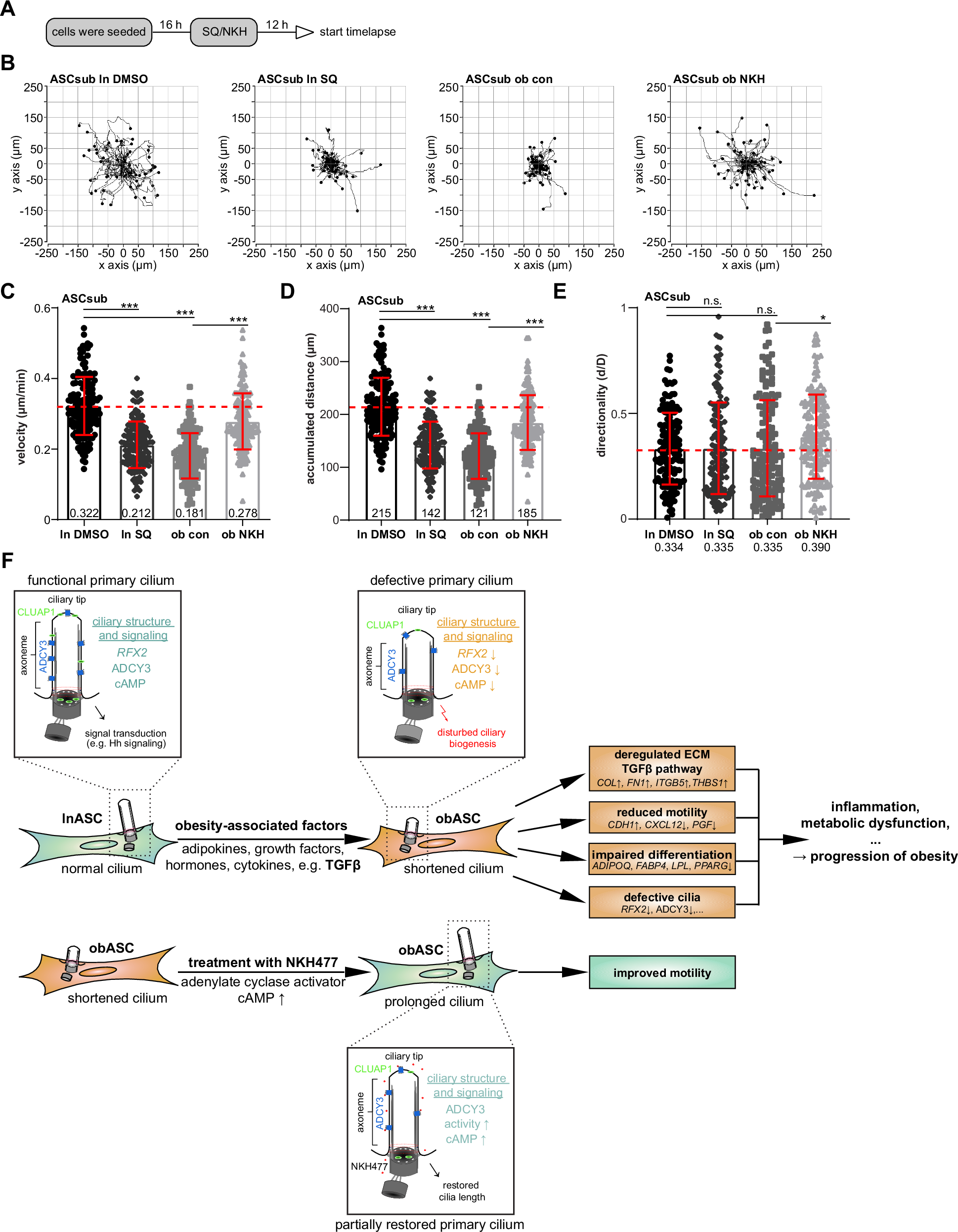 Fig. 8: Reactivation of ADCY3 signaling enhances the motility of ASCs from donors with obesity.
