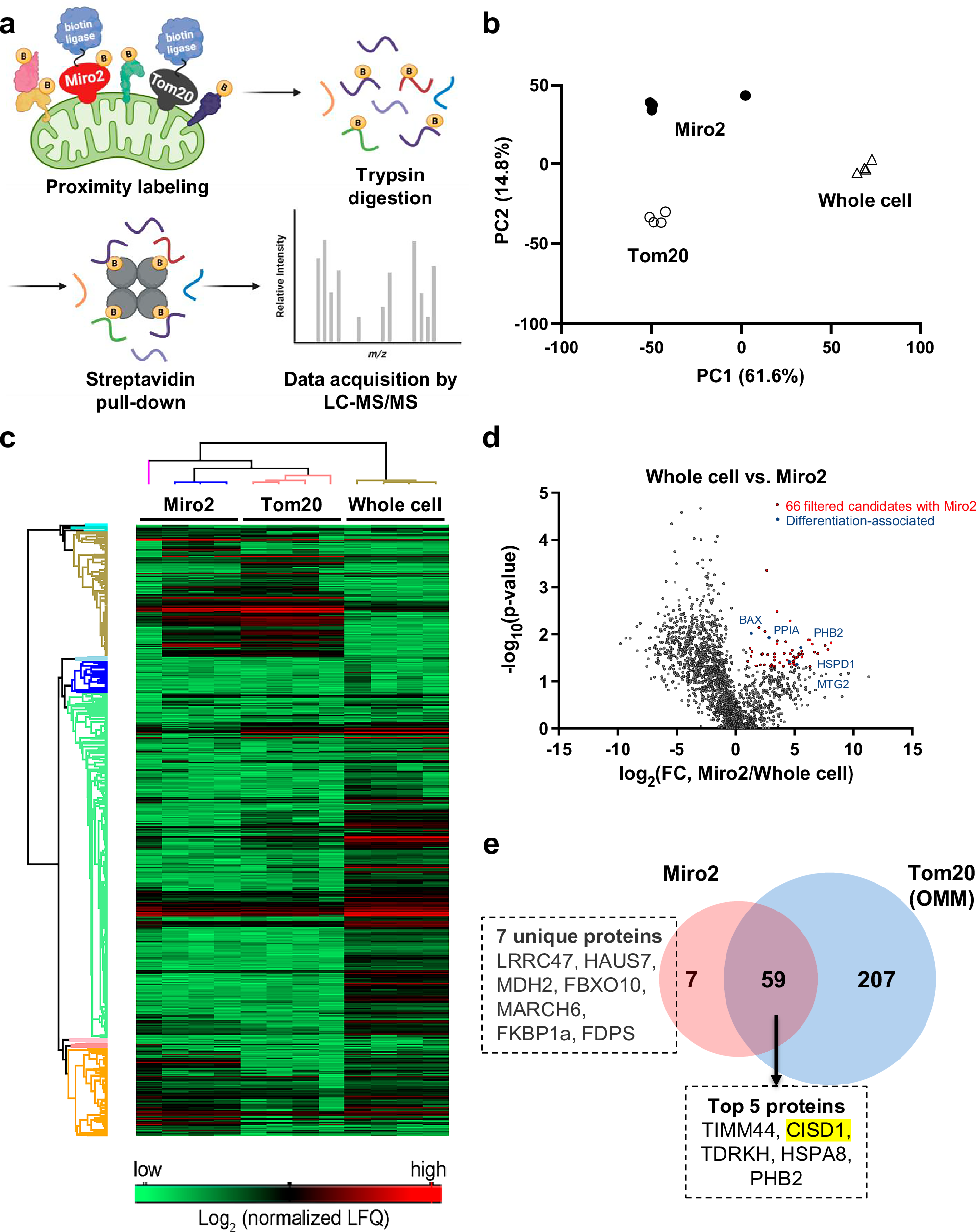 Fig. 2: Miro2 proximal protein identification.