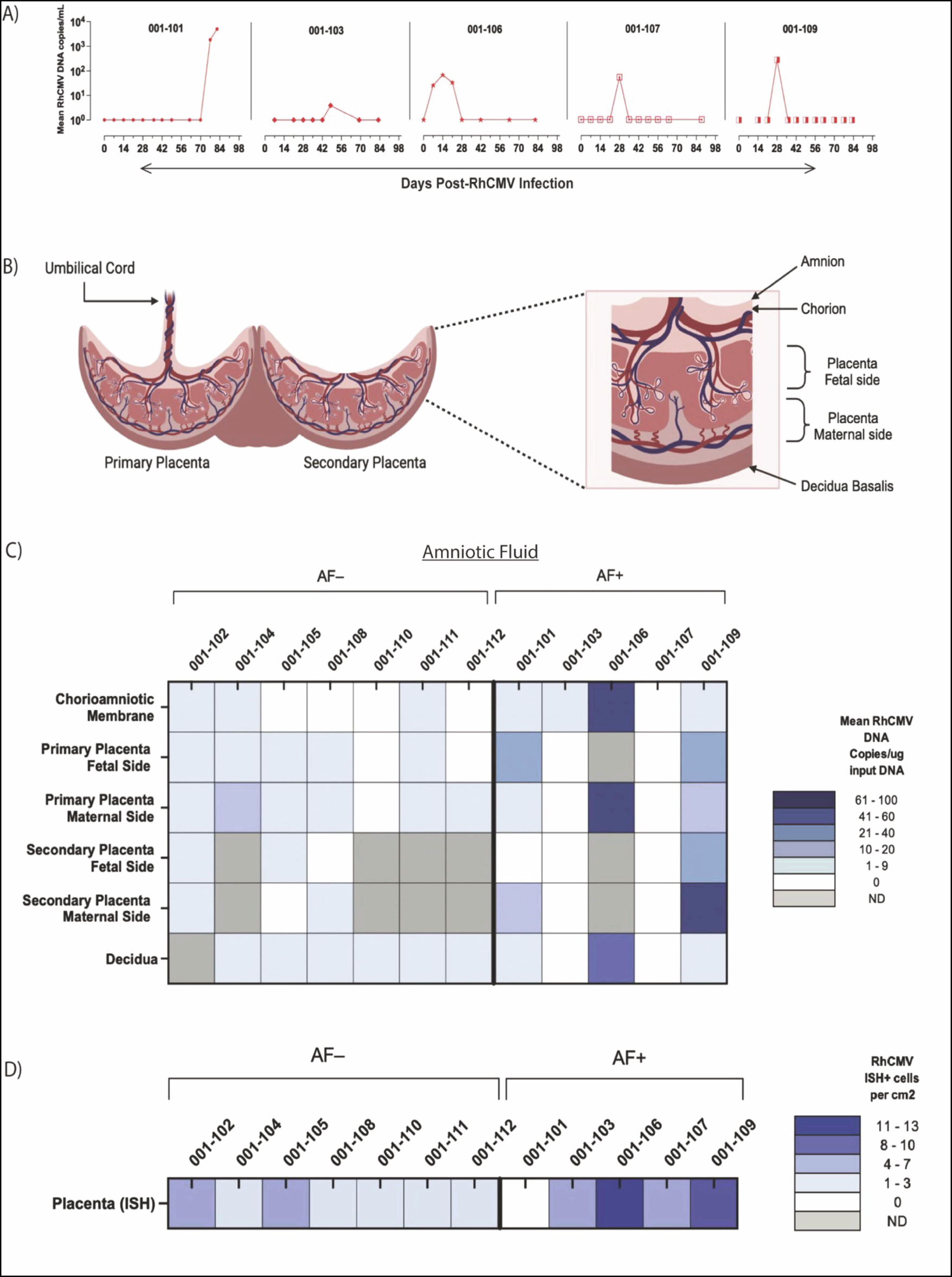 Fig. 2: Quantification of RhCMV DNA at the maternal-fetal (M-F) interface.