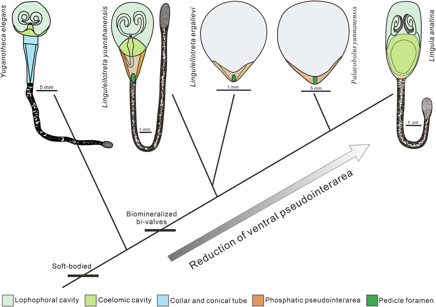 Fig. 4: Branching structures of the evolution of lingulide brachiopods, demonstrating the relationships between the stem group, extinct ancestral and living lineages.