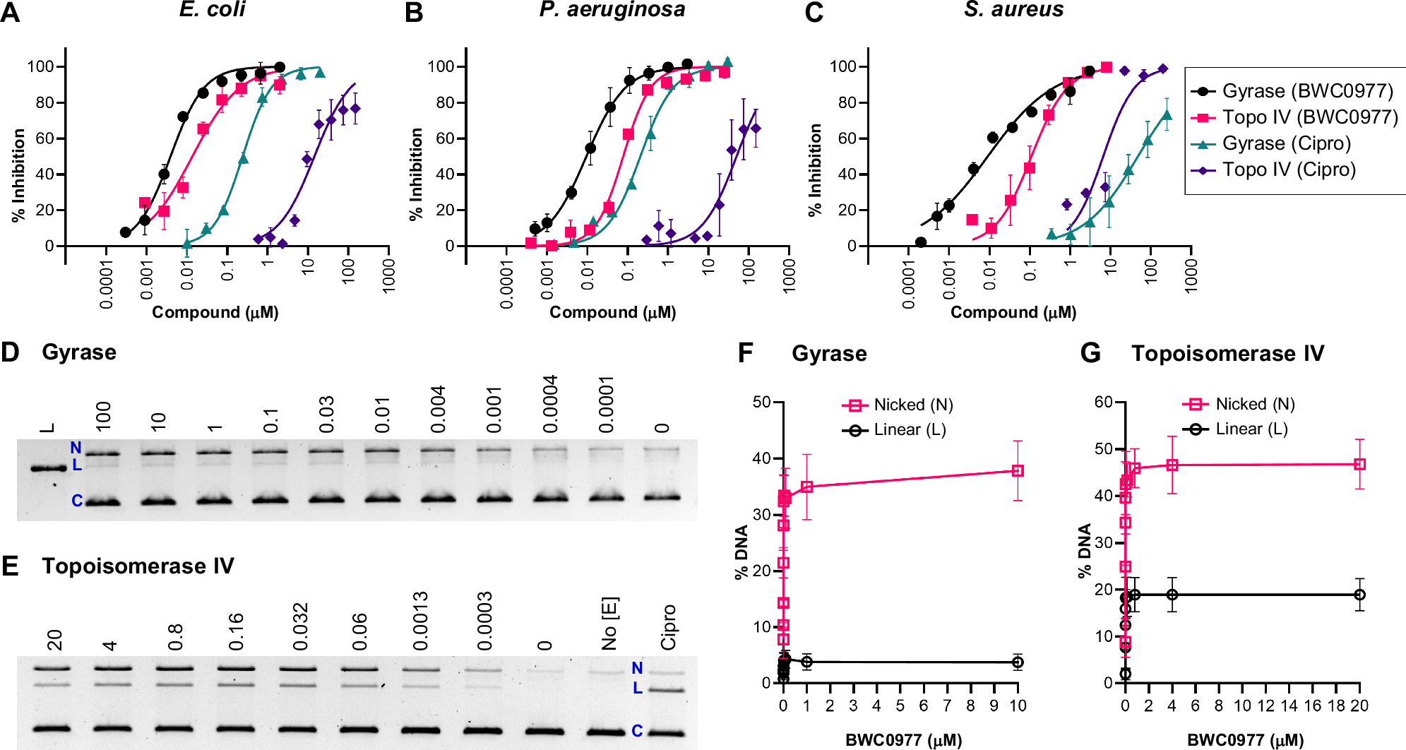 Fig. 2: Potent inhibition by BWC0977 on gyrase supercoiling and topoisomerase IV decatenation activities.