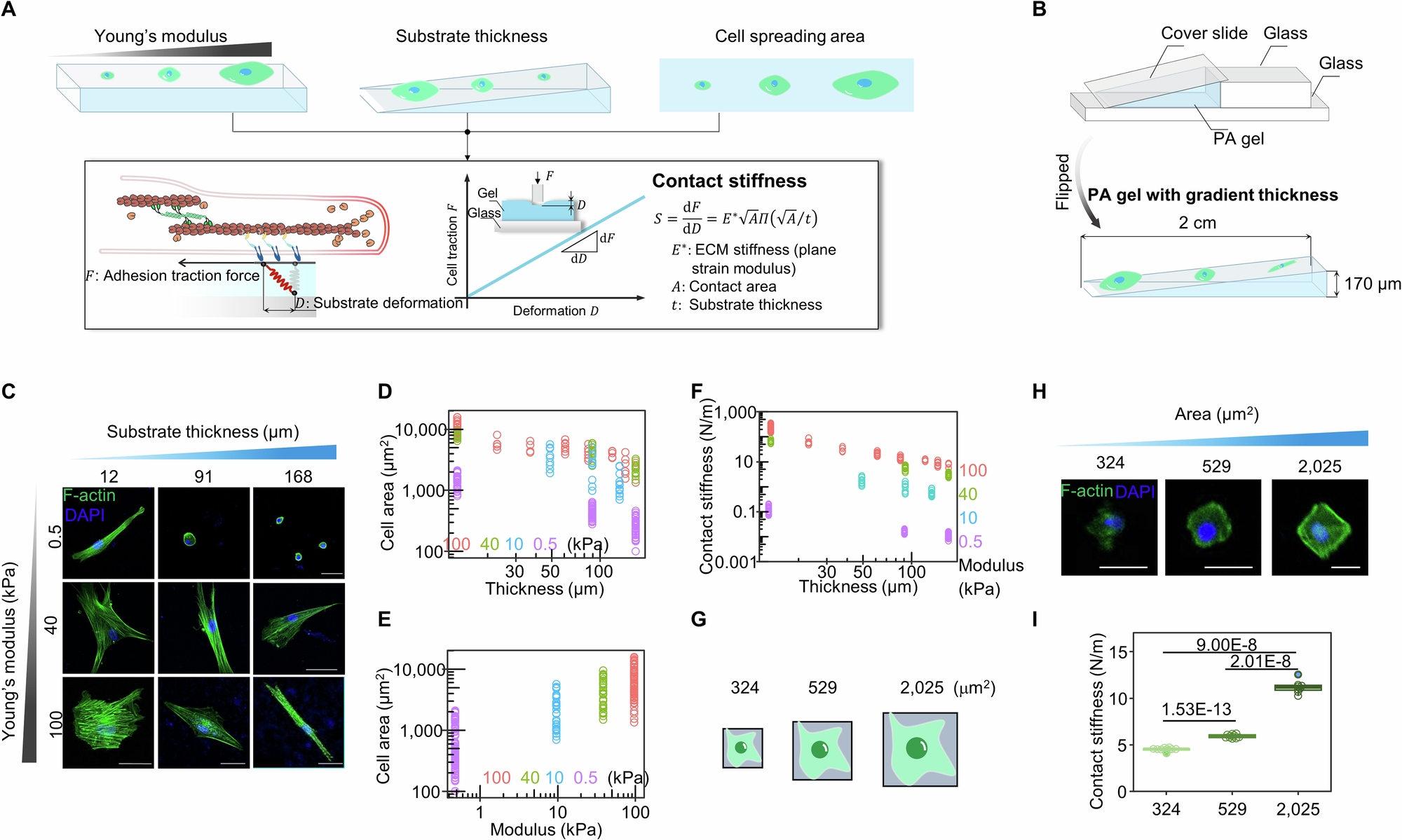 Fig. 1: Contact stiffness defines the relationship between local ECM deformation and the force imposed by the cell adhesion.