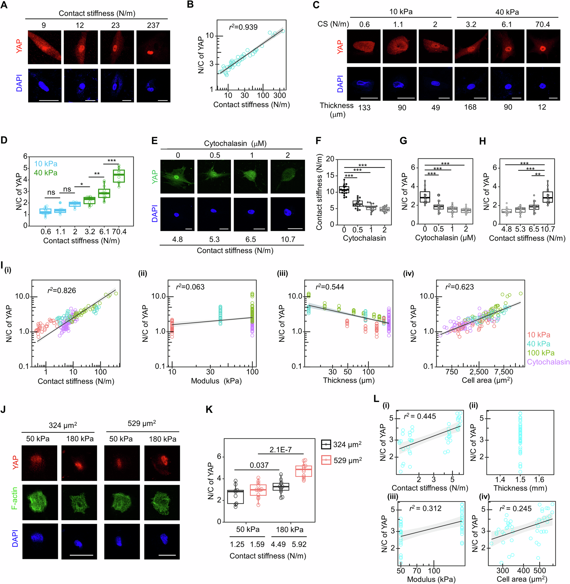 Fig. 2: Contact stiffness outperforms other individual parameters of cell-ECM systems in interpreting the mechanoregulation of YAP.