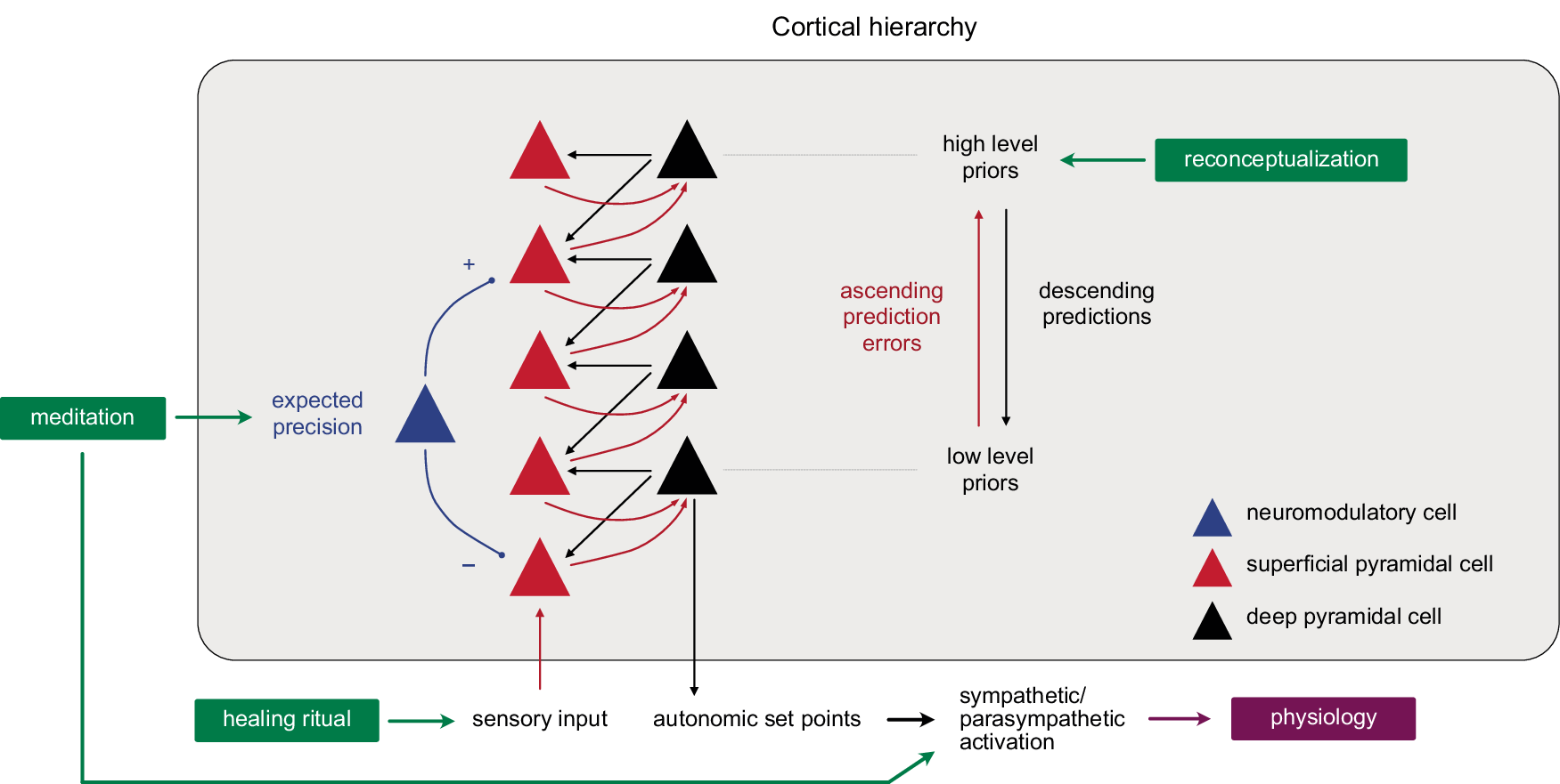 Fig. 9: Potential cortical implementation.