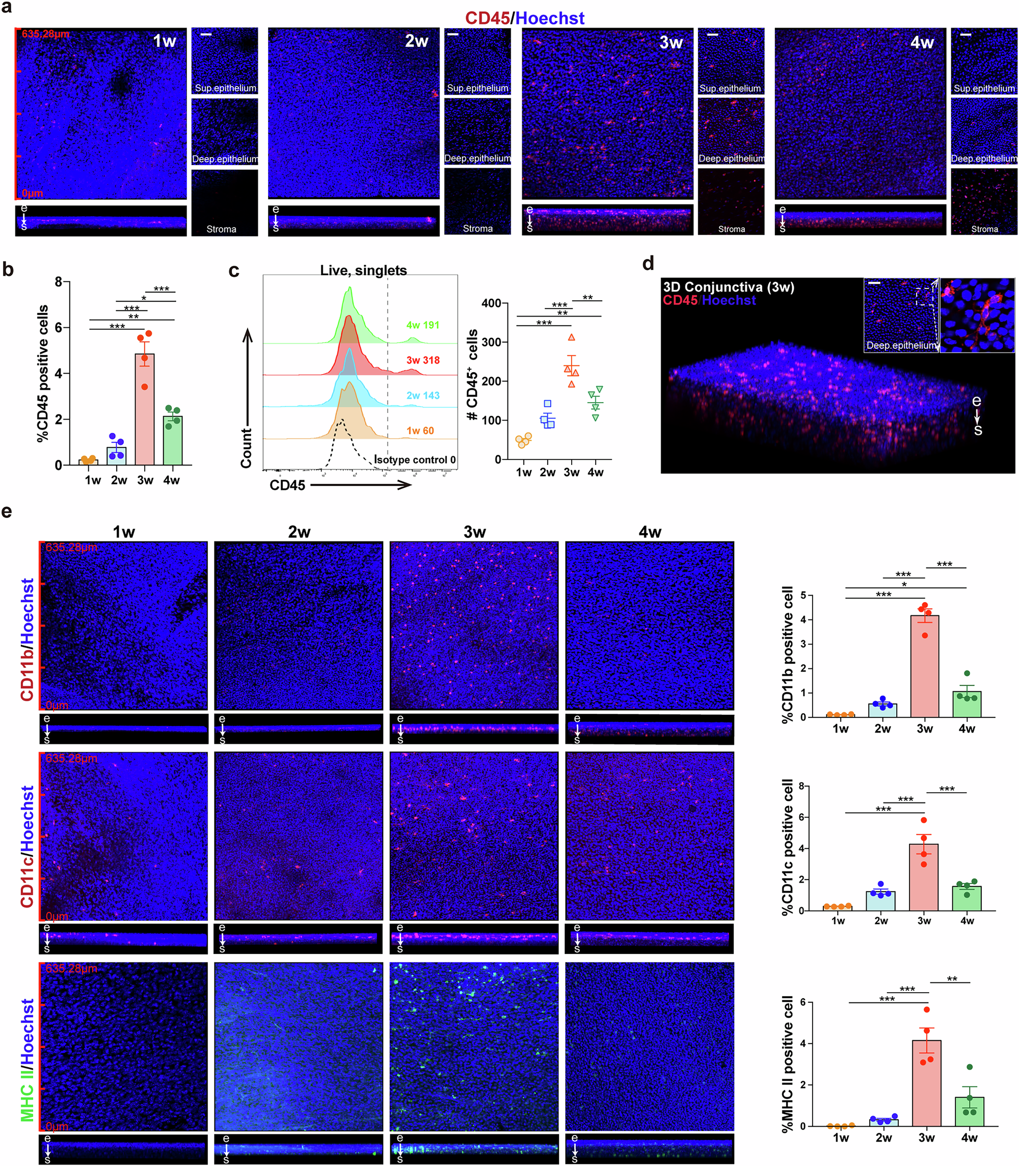 Fig. 2: APCs are present in the conjunctival epithelium in 3-week-old mice.