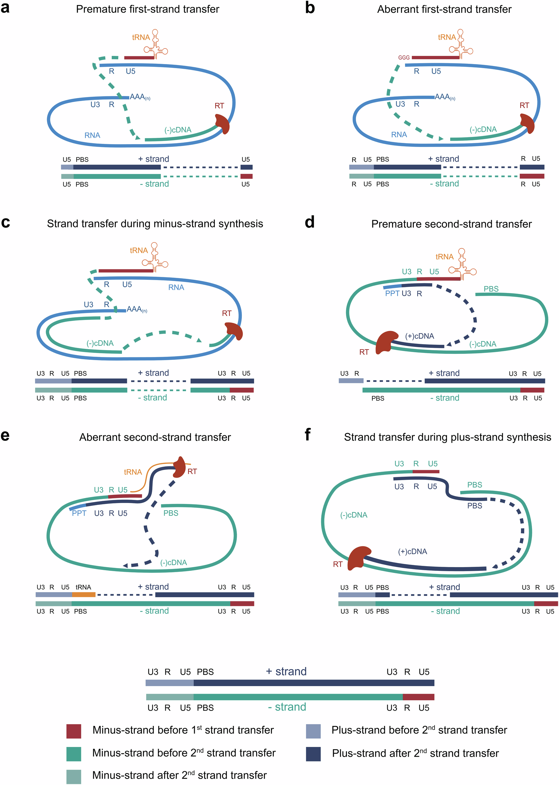 Fig. 4: Schematic representation of six mechanisms of aberrant strand transfer during reverse transcription.