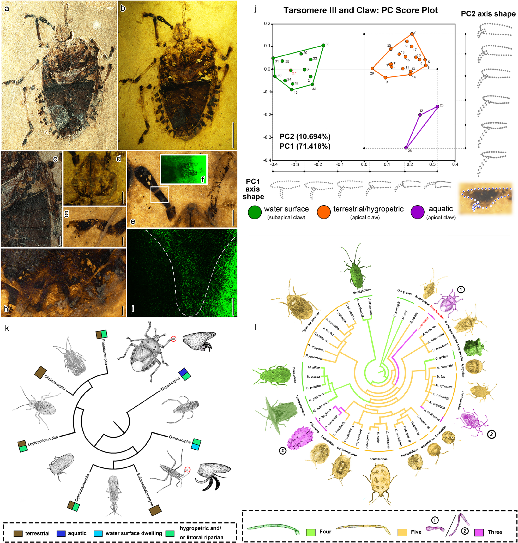 Rare fossil insect (Zekuforma maculata sp. nov) from the Tibetan plateau  unveils adaptive innovations and extinction mechanisms | Communications  Biology