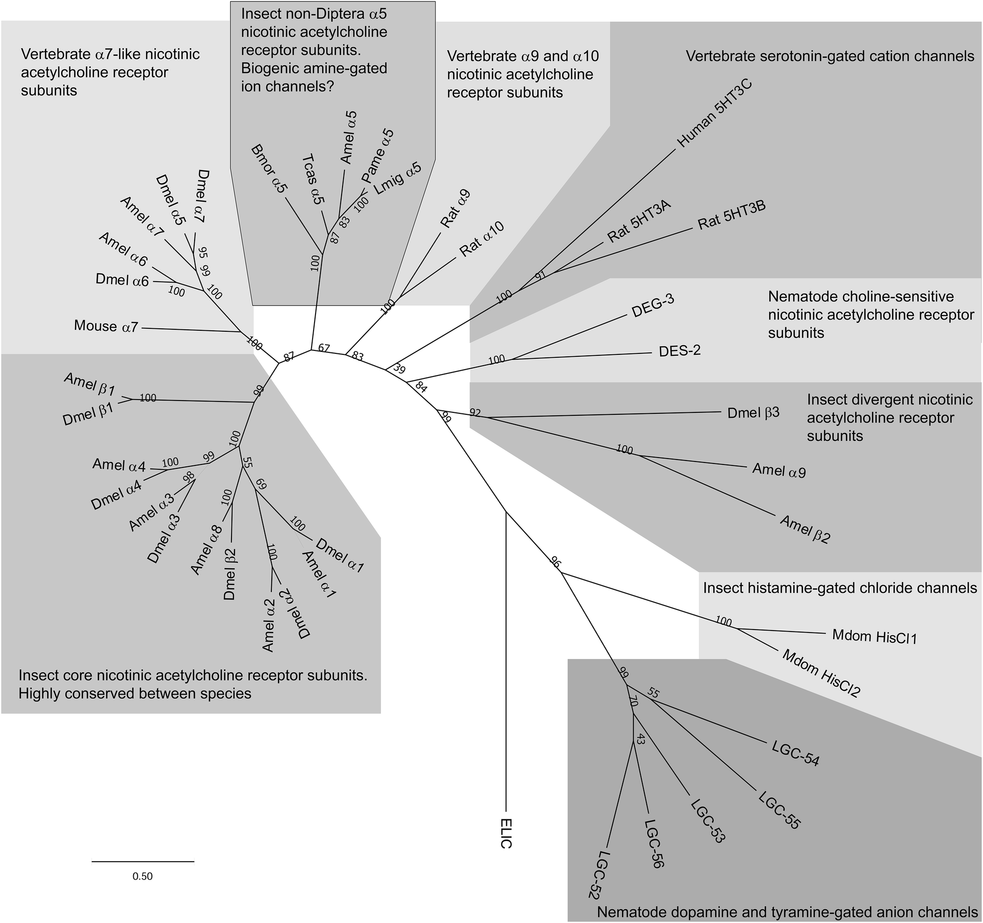 Fig. 7: Tree showing relationships of insect nicotinic acetylcholine receptor subunits with cys-loop ligand-gated ion channels activated by biogenic amines.