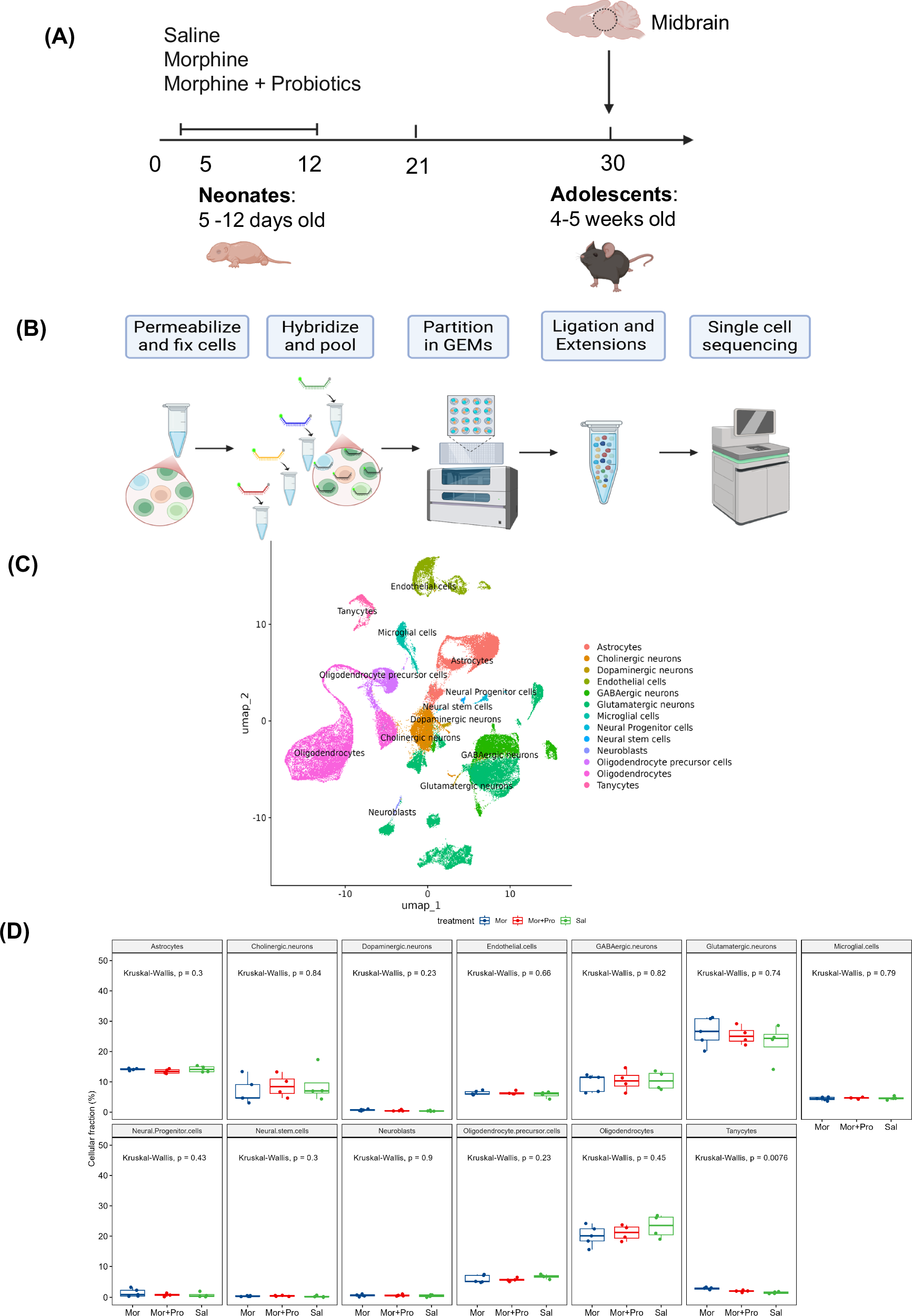 Single-cell transcriptomics reveals probiotic reversal of neonatal morphine-induced gene disruptions underlying adolescent pain hypersensitivity