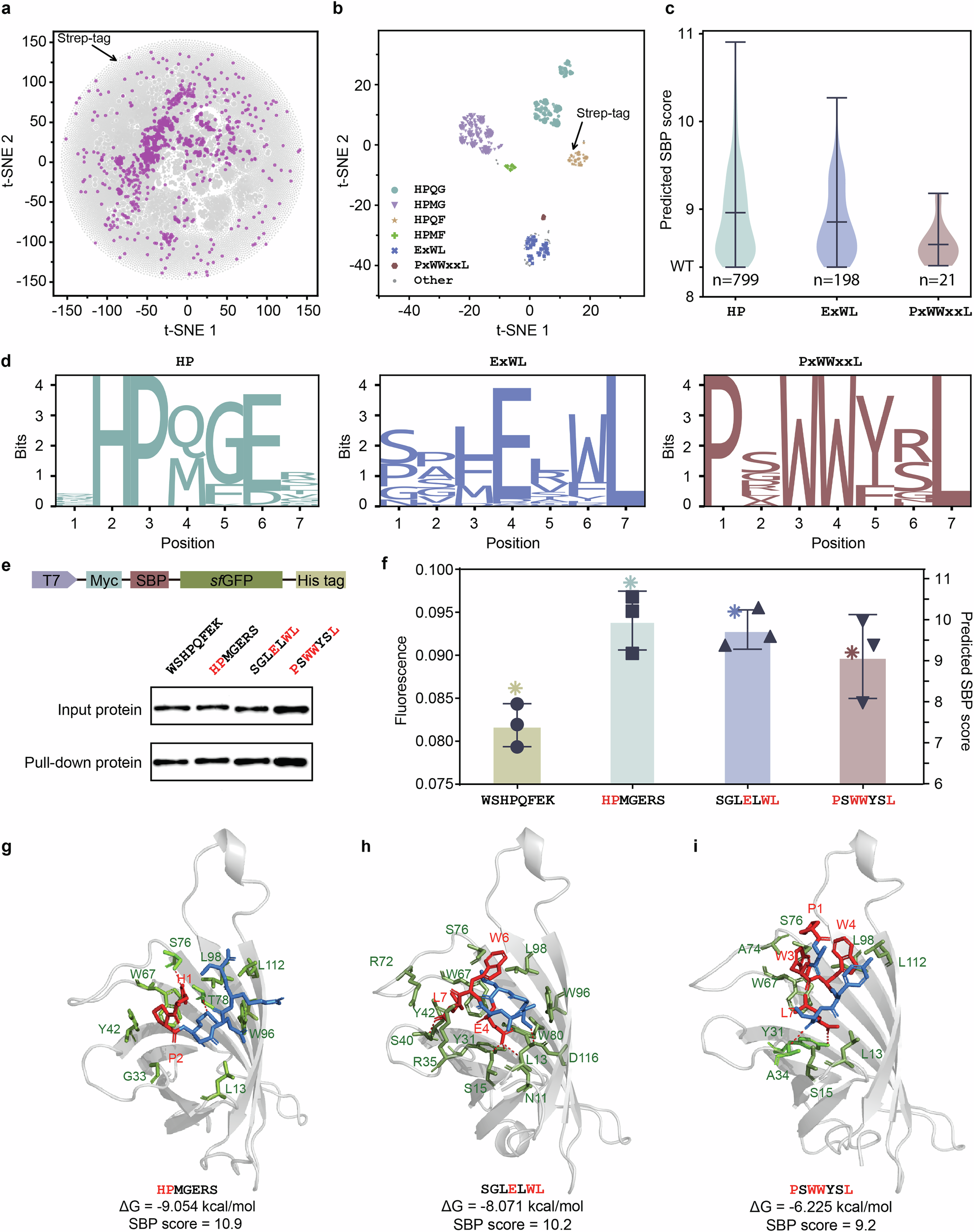 Fig. 4: Decoding Streptactin-binding plasticity.