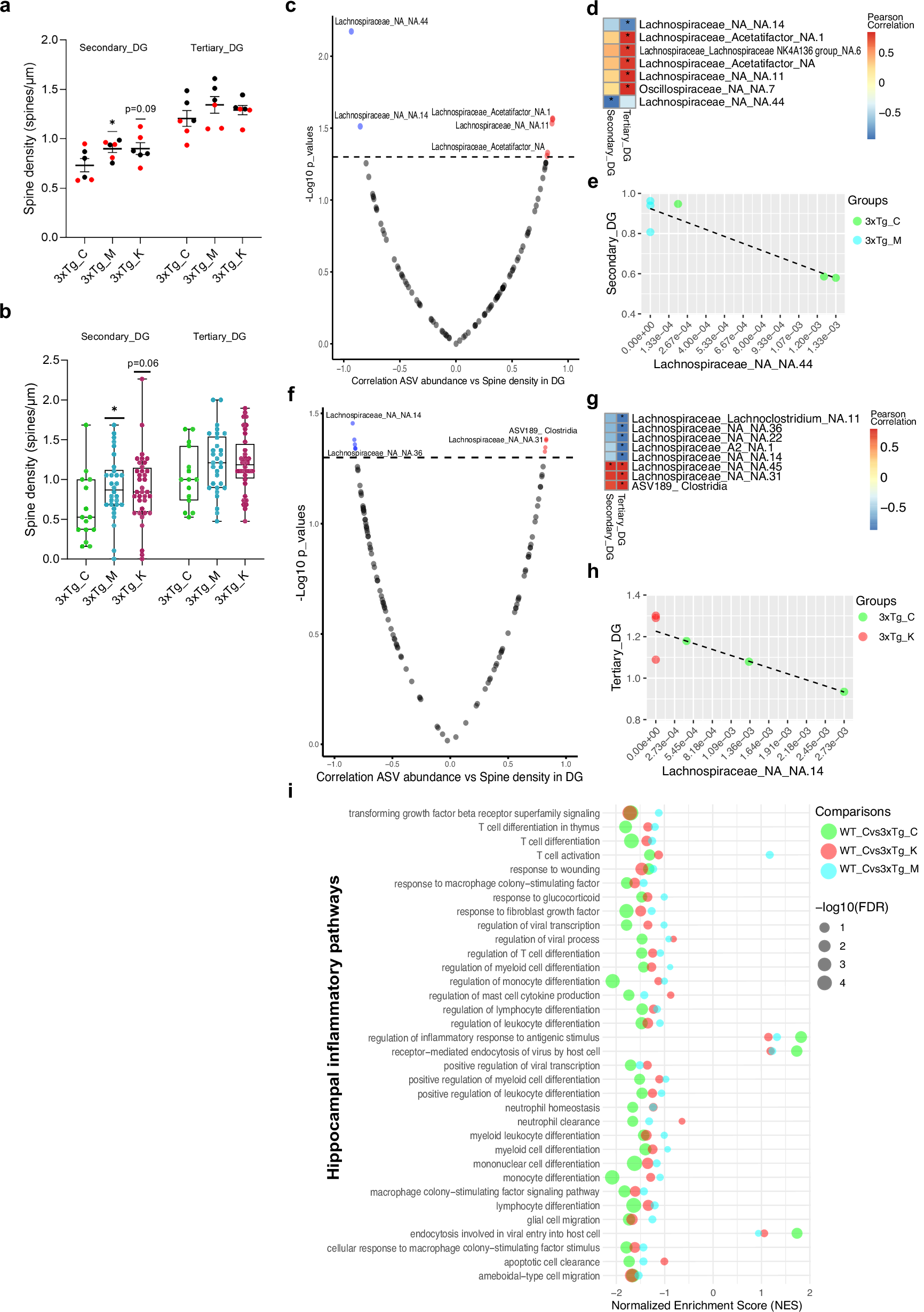 Fig. 5: Increased MCT and KD-induced hippocampal spine density correlates with Lachnospiraceae abundance in AD mice microbiome.