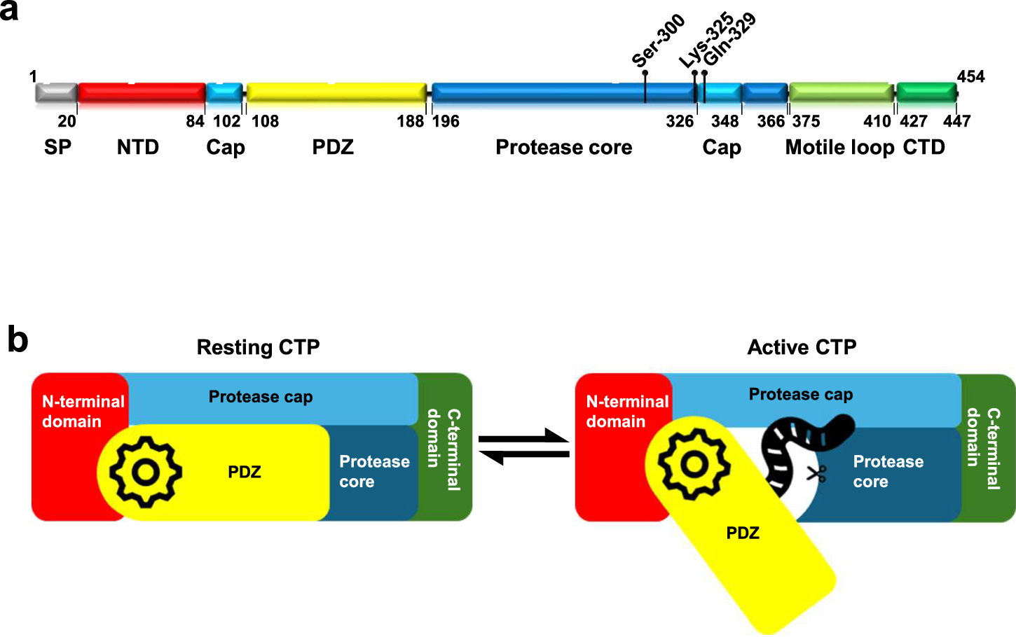 Fig. 1: Schematic diagram of a typical CTP.