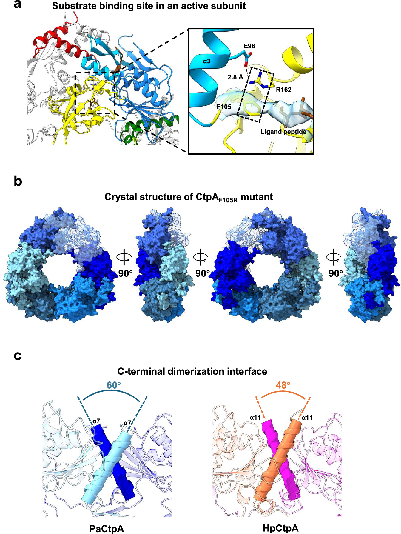 Fig. 5: Stabilisation of the functional and oligomeric states of CtpA.