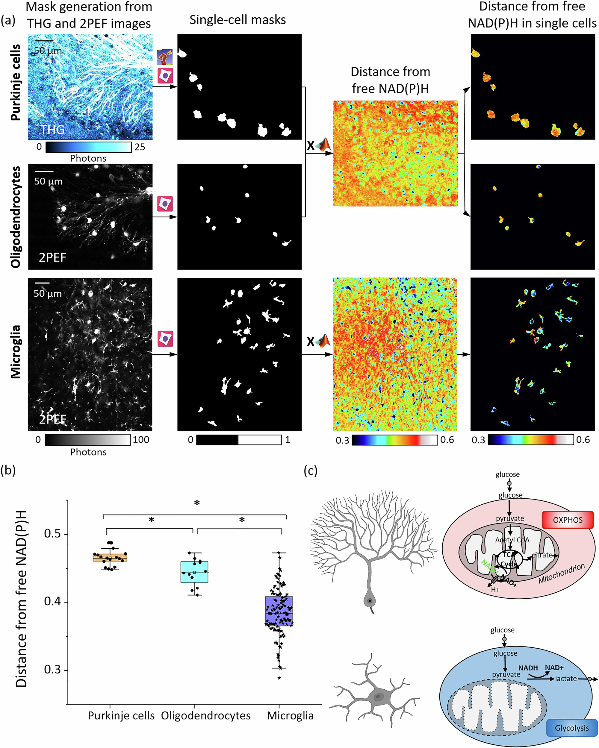 Fig. 3: Single-cell endogenous fluorescence lifetime reveals metabolic differences between different cell types of the nervous system.