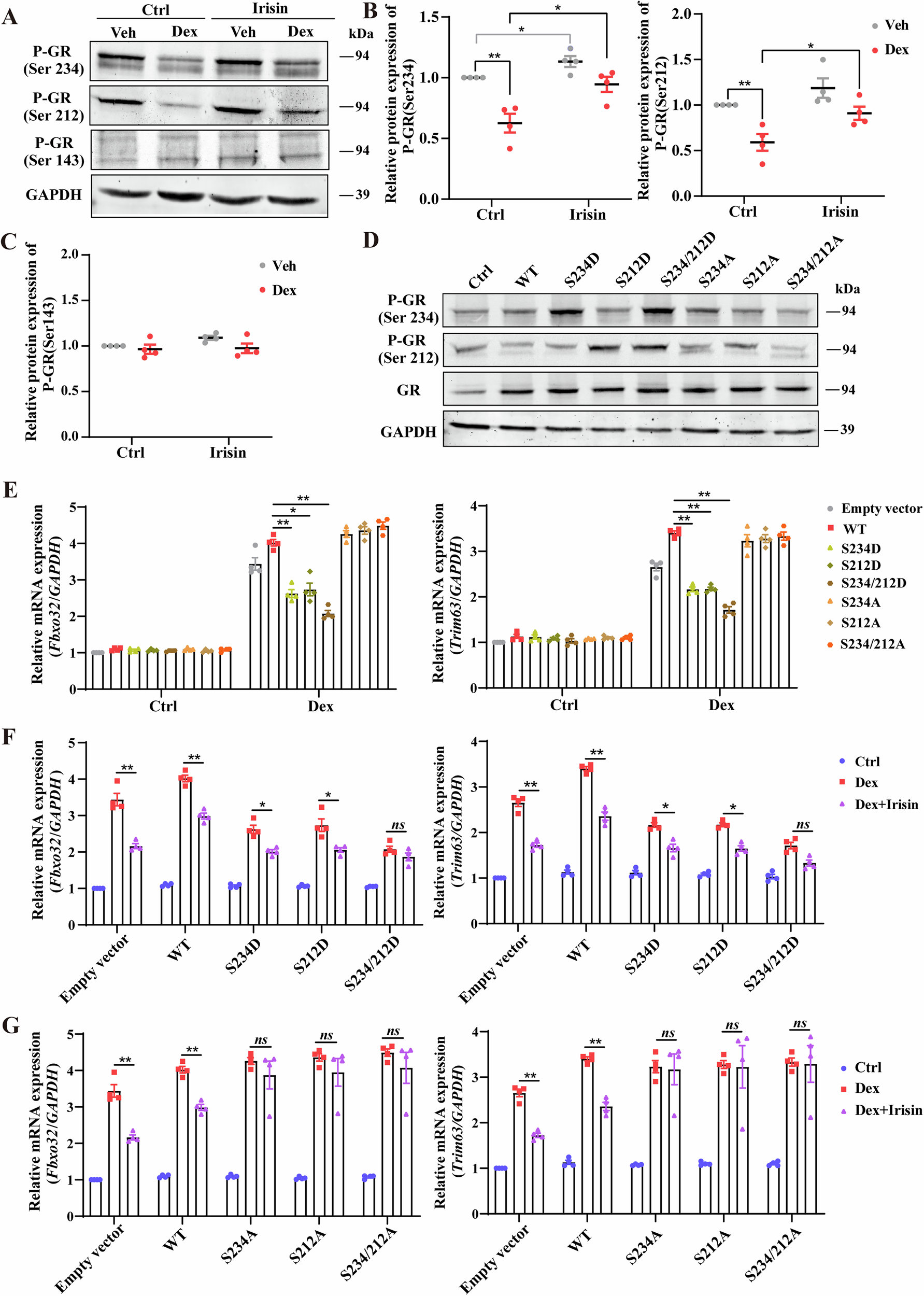 Fig. 5: Irisin affects GC genomic effects by regulating GR phosphorylation.