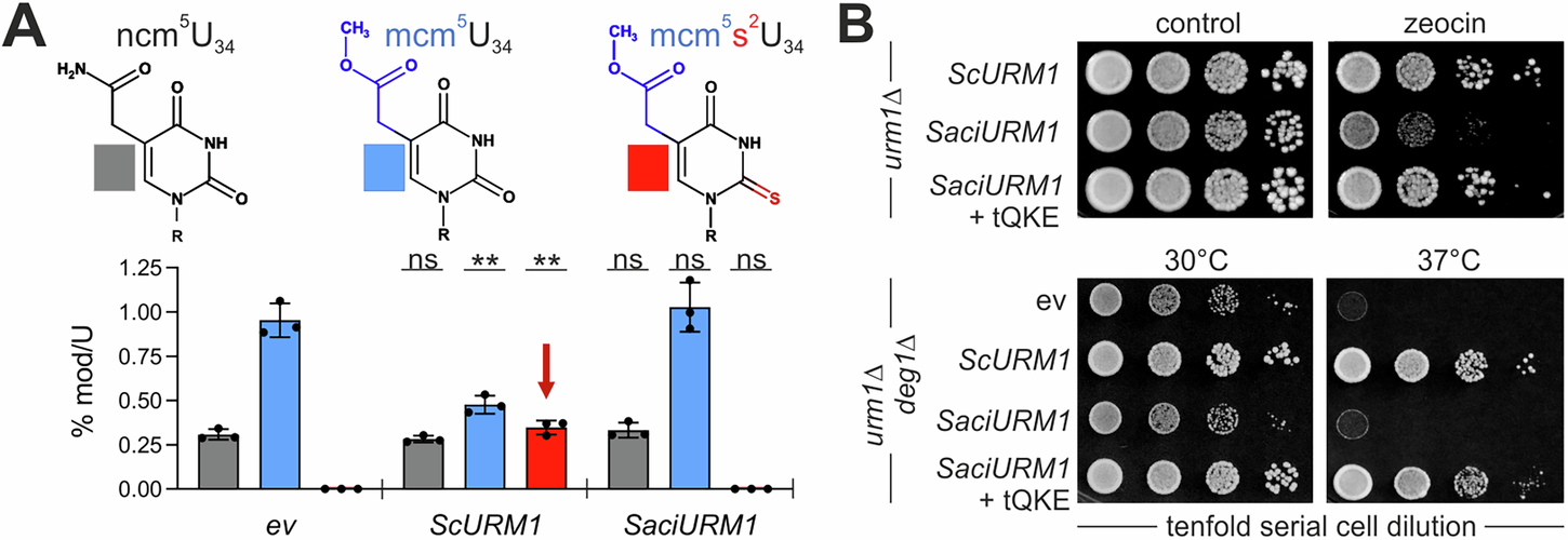 Fig. 5: Yeast urm1∆ cells expressing SaciURM1 lack tRNA thiolation at wobble uridines (U34).