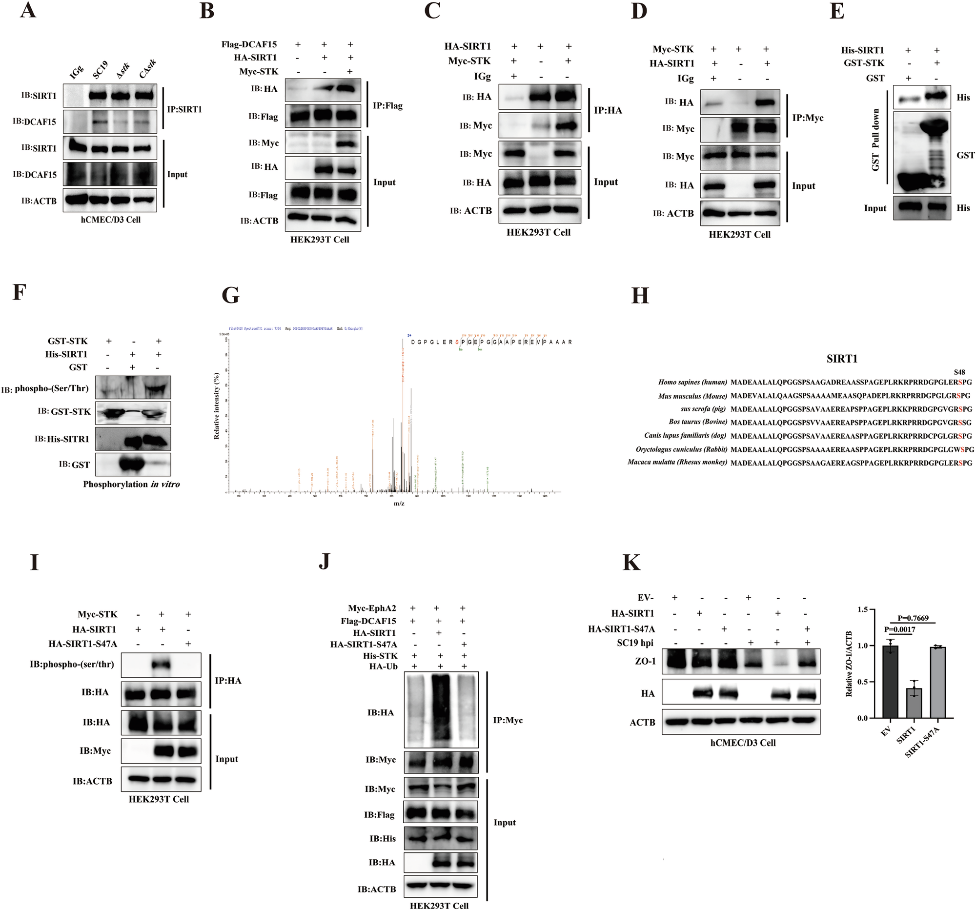 Fig. 8: S. suis STK phosphorylates SIRT1 to degrade EphA2 for disruption of blood-brain barrier.