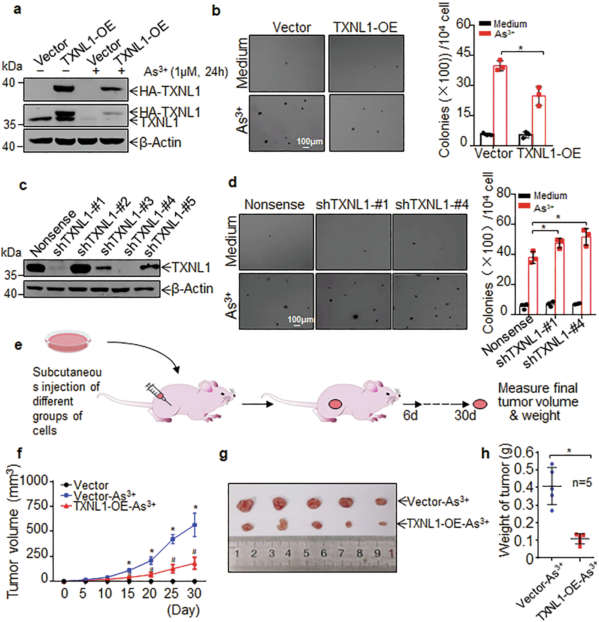 Fig. 2: TXNL1 downregulation plays an important role in arsenic-induced malignant transformation of human bronchial epithelial cells.