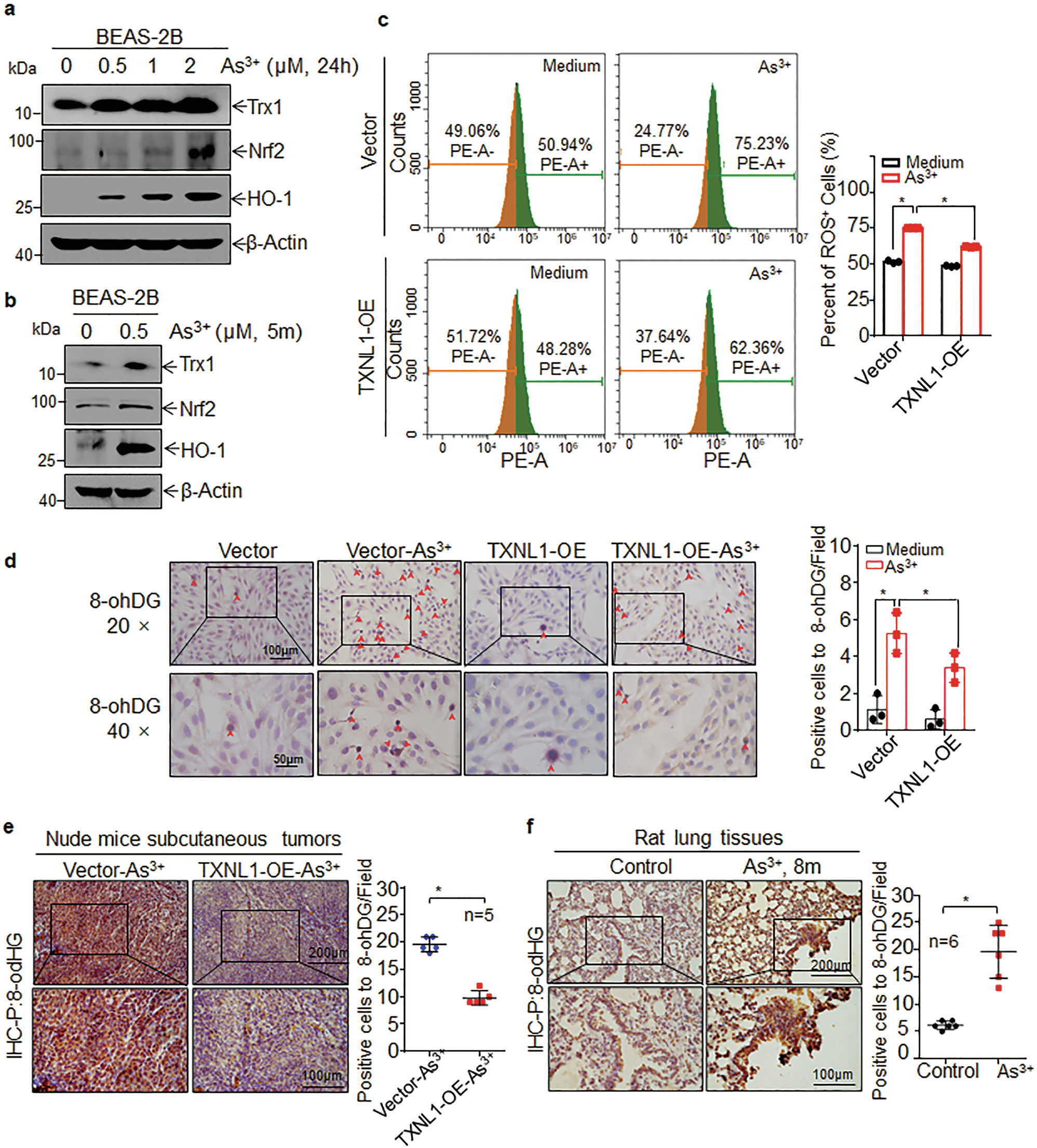 Fig. 3: TXNL1 downregulation promotes arsenic-induced DNA damage by increasing arsenic-induced ROS production in BEAS-2B cells.