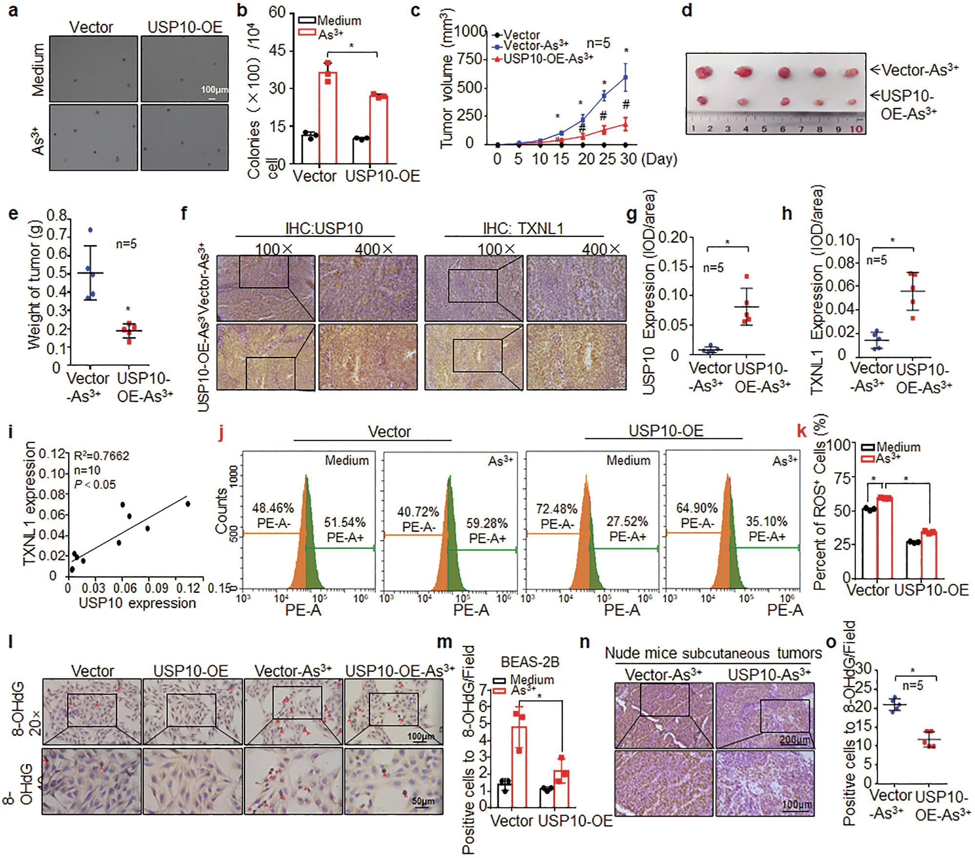 Fig. 5: The downregulation of USP10 is critical in the malignant transformation of human bronchial epithelial cells caused by arsenic.