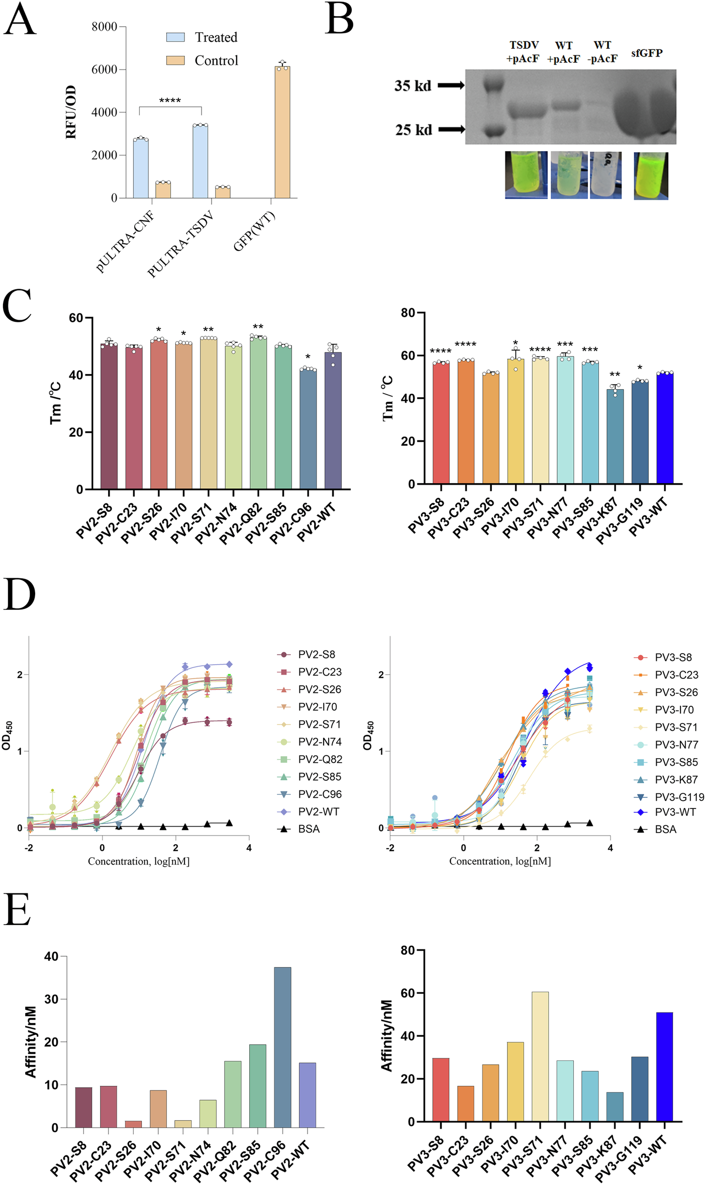 Fig. 2: Thermostability and binding affinity of nanobody mutants with pAcF incorporated.