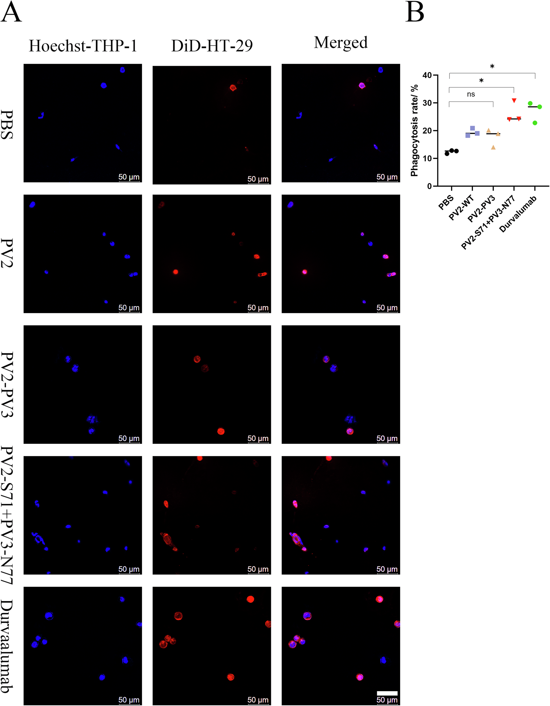 Fig. 4: Phagocytosis to detect BsNb activities.