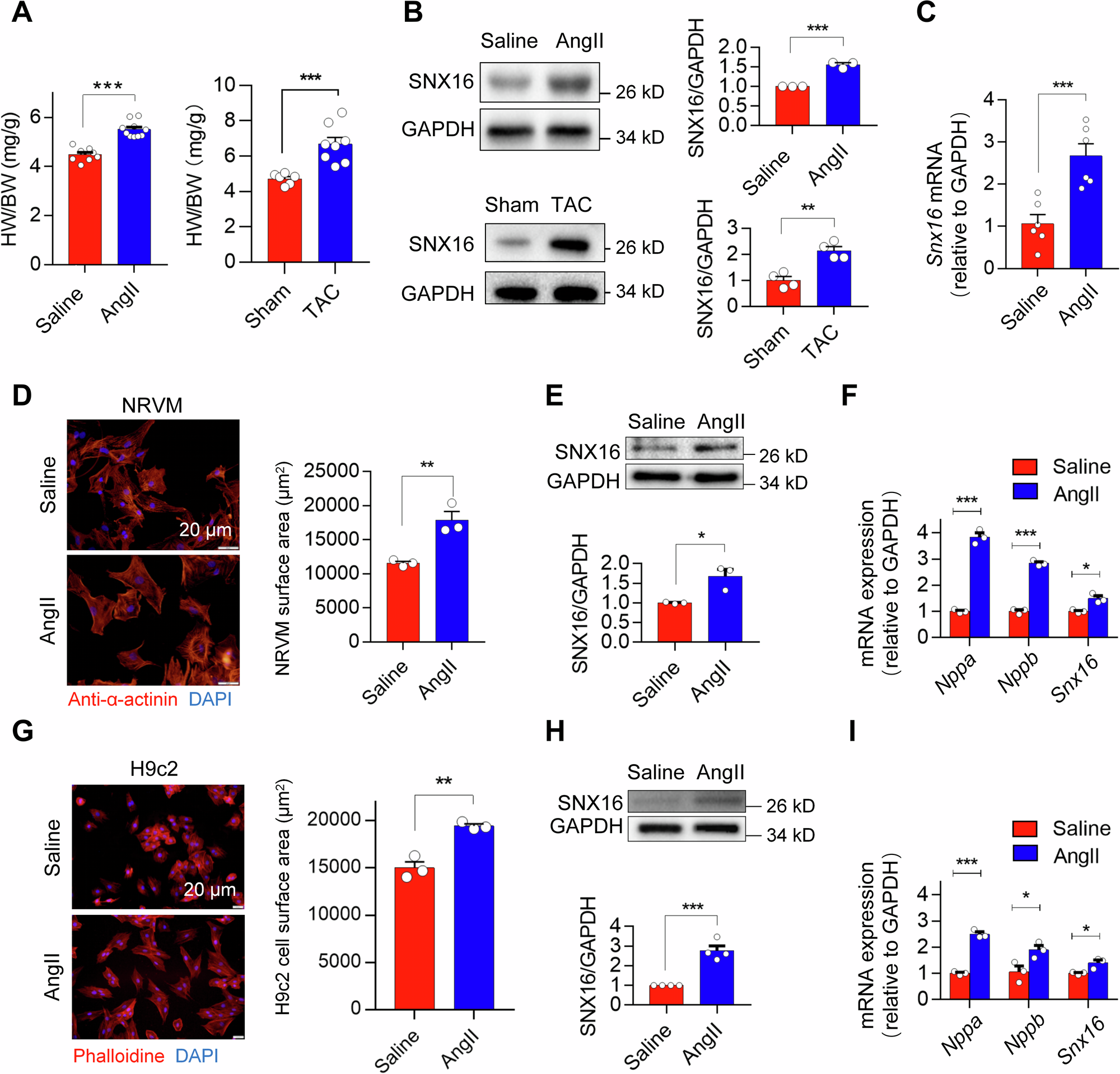 Fig. 1: AngII stimulation upregulated the expression of SNX16 in cardiomyocytes both in vivo and in vitro.