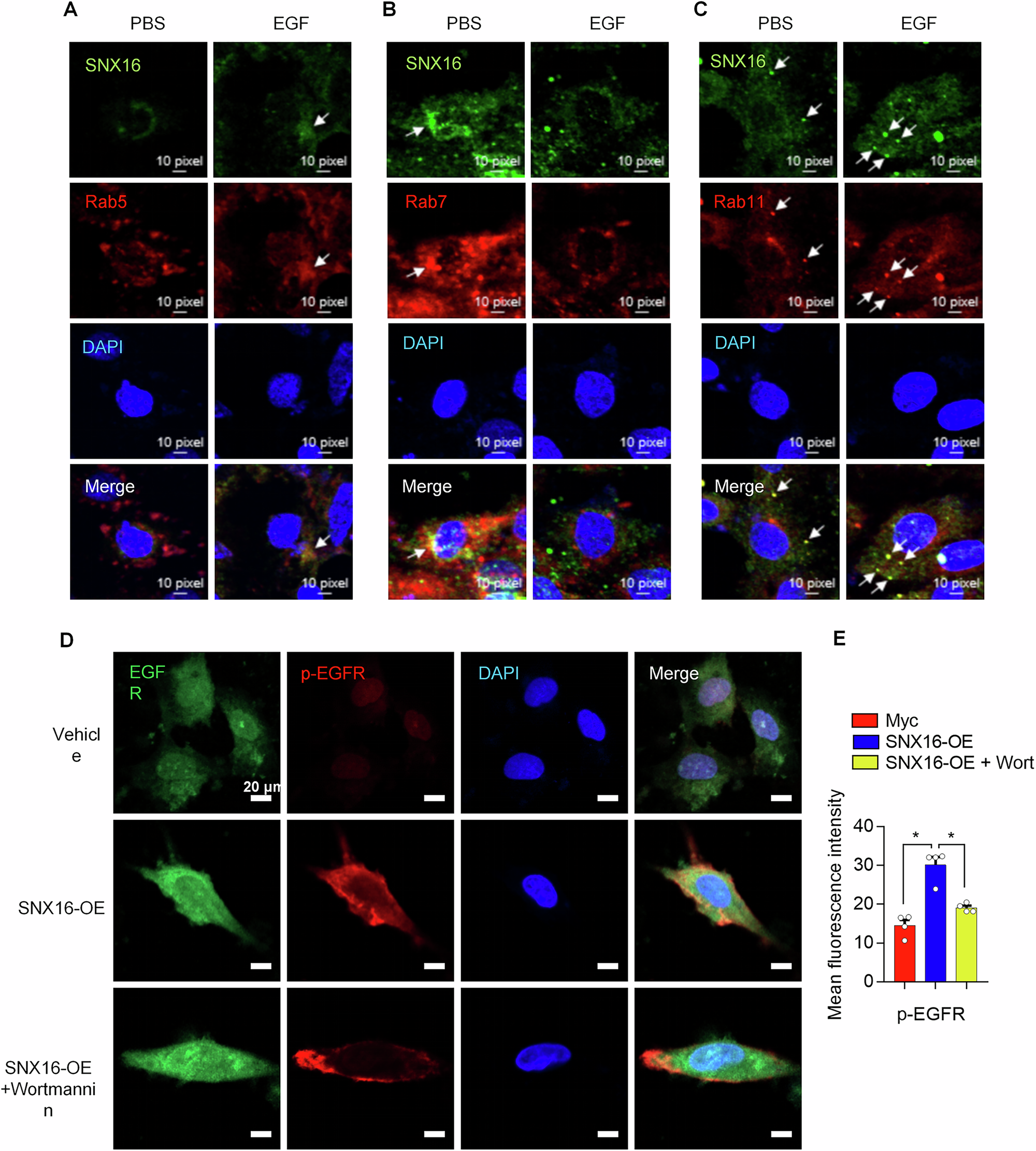 Fig. 5: SNX16 promoted the recycling of EGFR in cardiomyocytes and the activation of the Src/EGFR signaling pathway.
