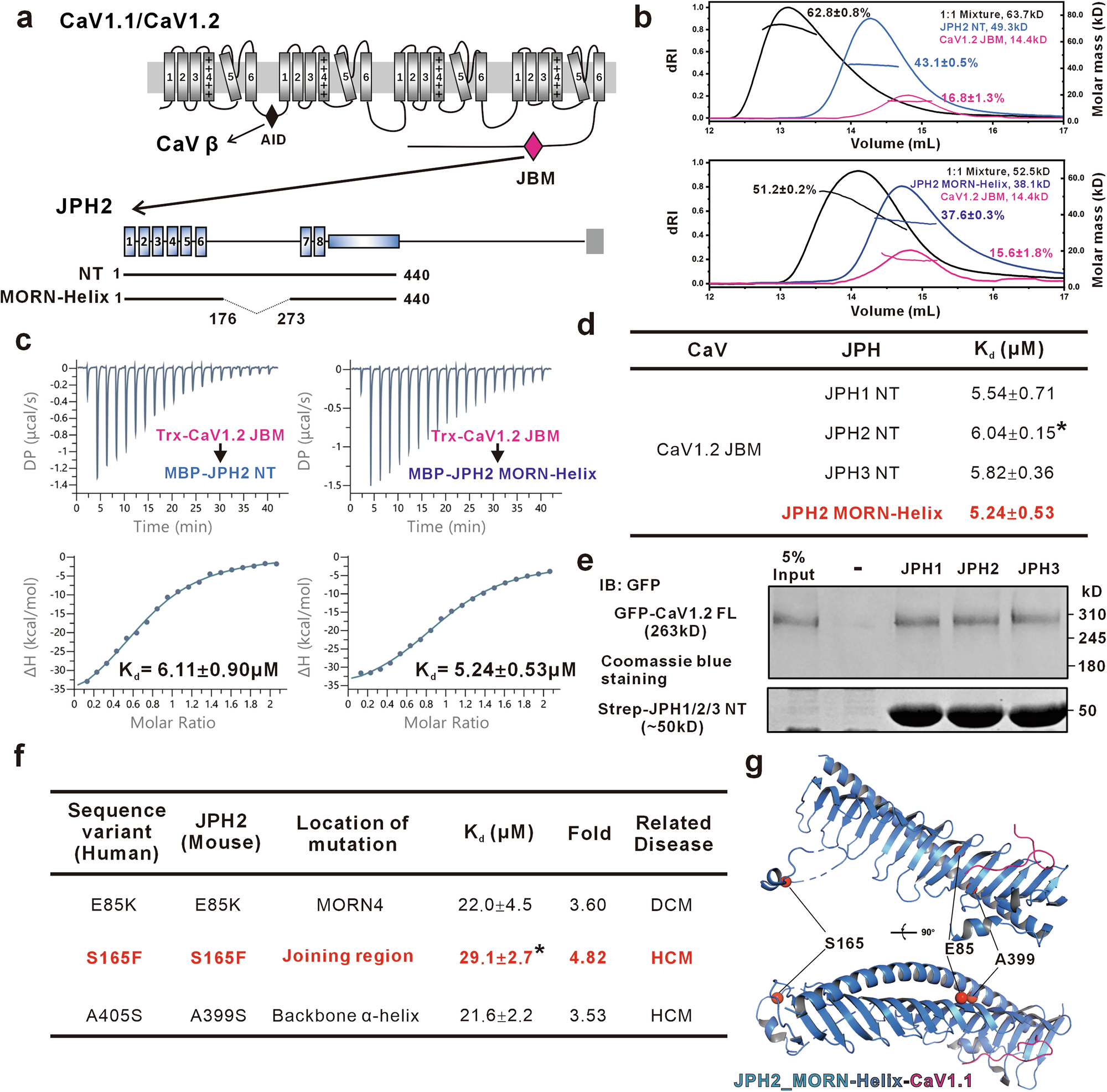 Fig. 1: Biochemical characterizations of the CaV1.2-JPH interaction.