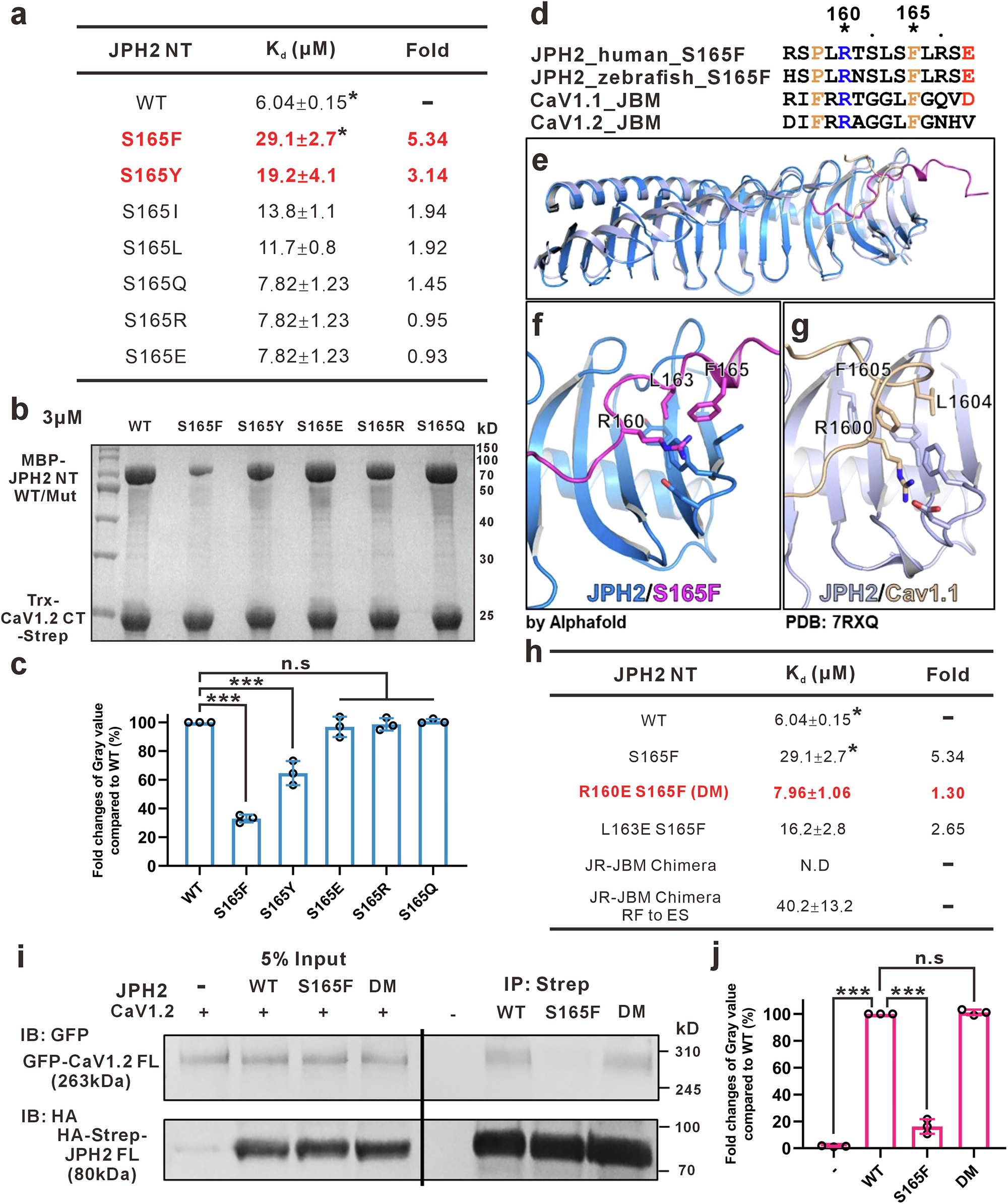 Fig. 3: The S165F mutation-induced specific autoinhibition in JPH2 MORN-Helix.