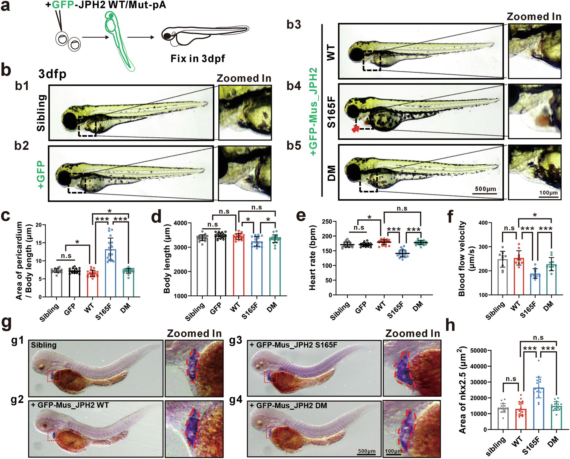 Fig. 5: Heart failure in JPH2_S165F-overexpressing zebrafish embryos.