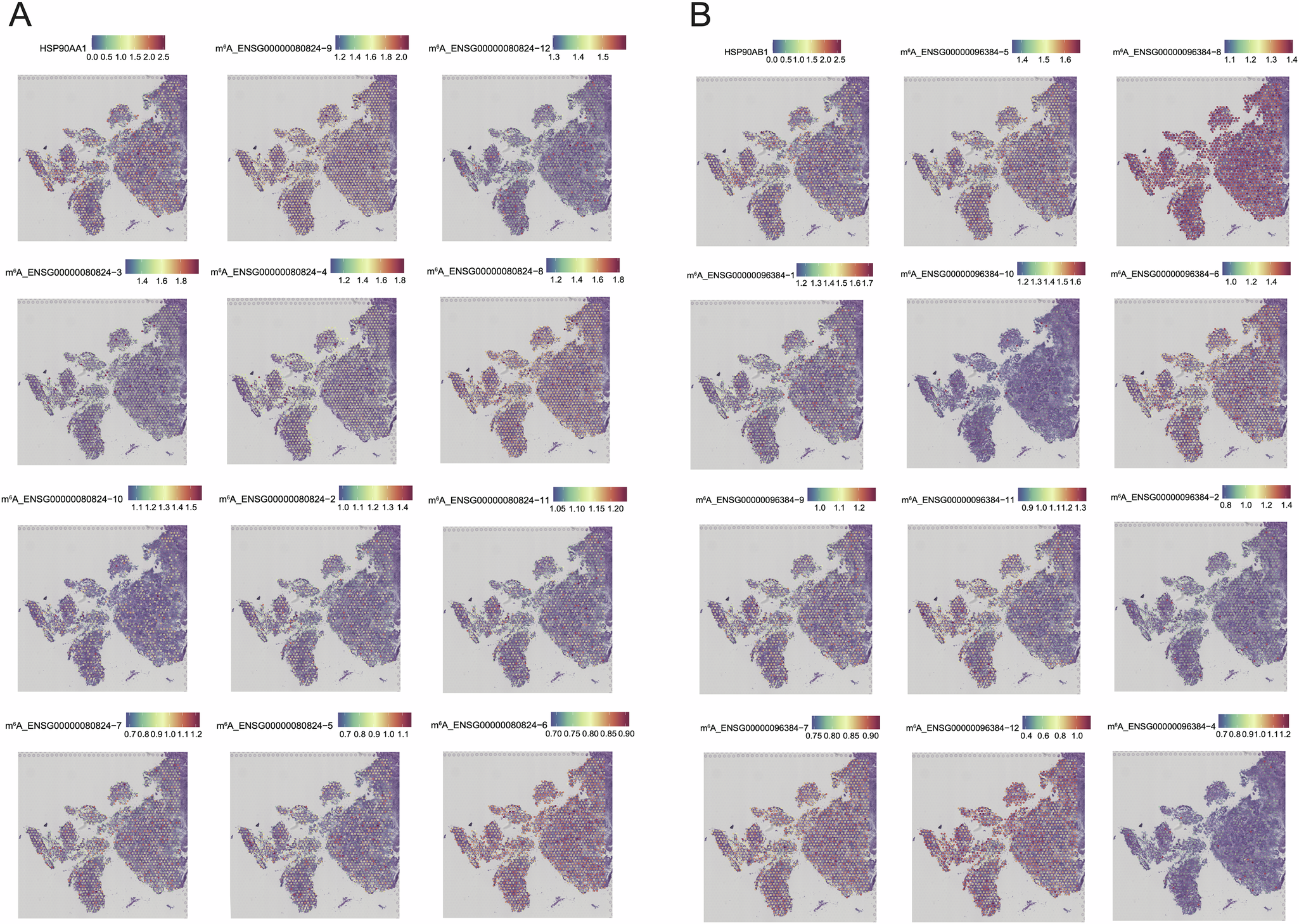 Fig. 4: Differences in m6A modification among different transcripts of the same gene.