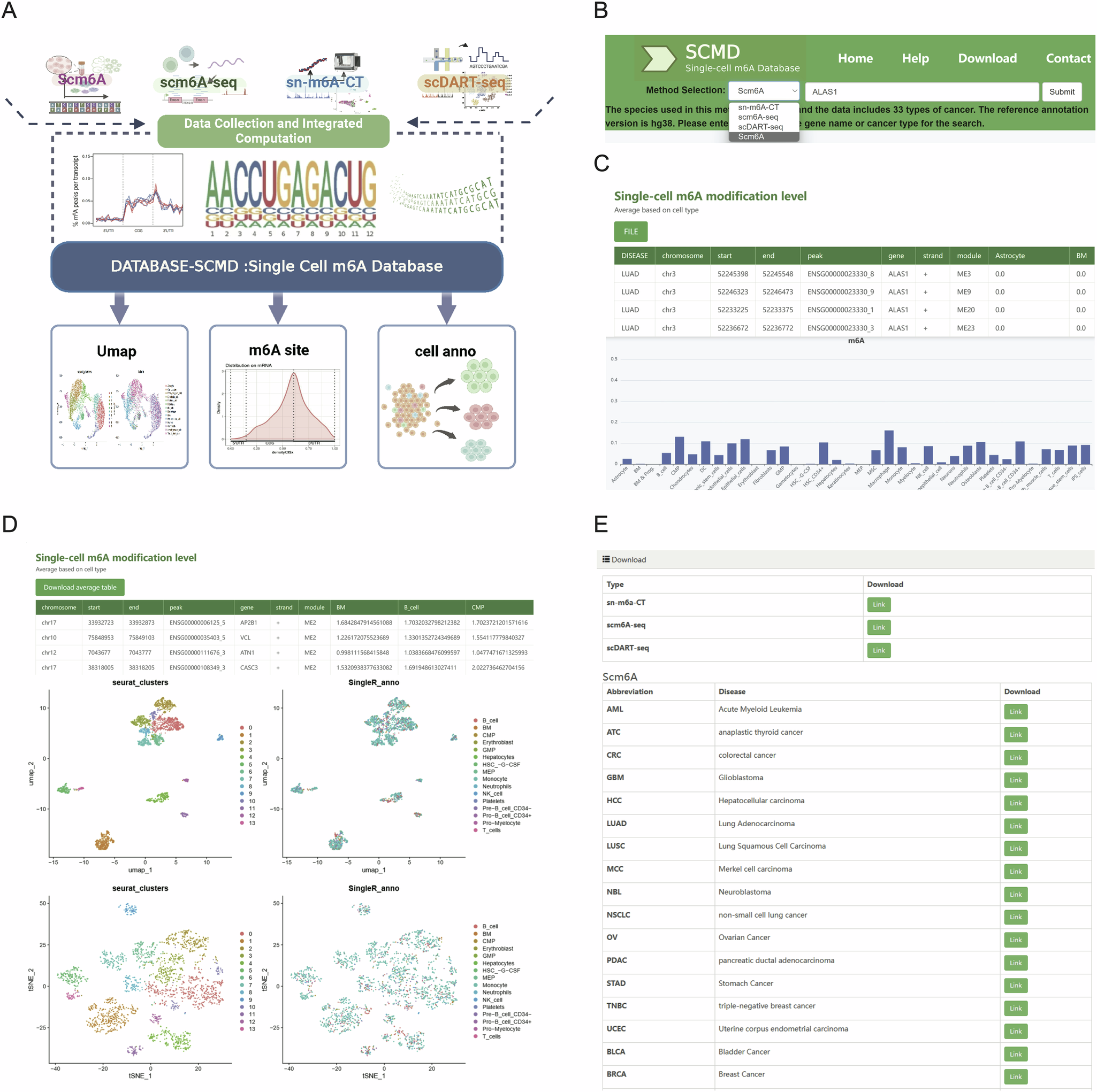 Fig. 5: Construction and functionalities of the SCMD database for single-cell m6A data.