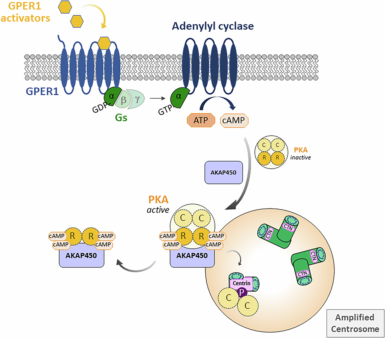Fig. 8: Proposed model of a GPER1-PKA-Centrin signaling axis regulating centriole integrity in colon cancer cells.