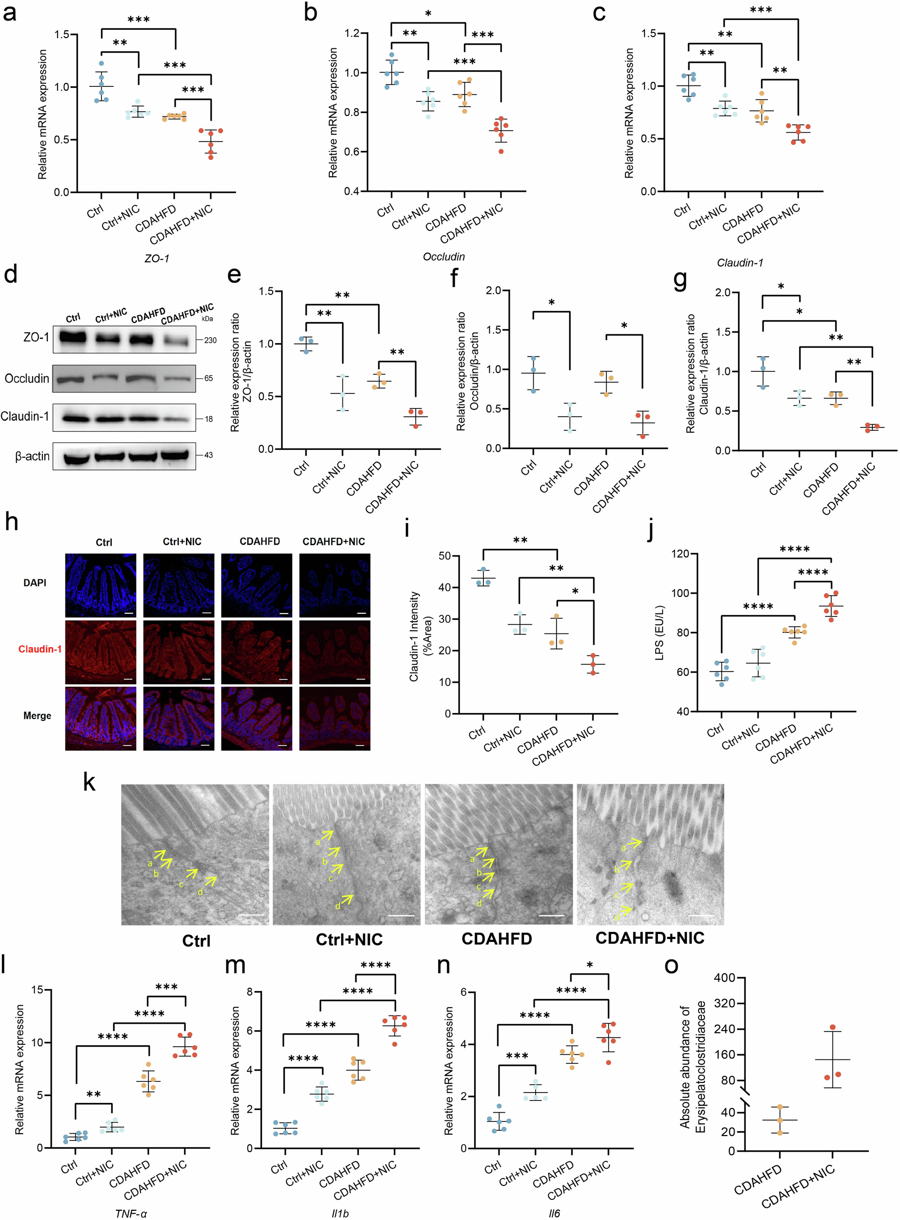 Fig. 3: Nicotine impairs intestinal barrier function in MASH mice.