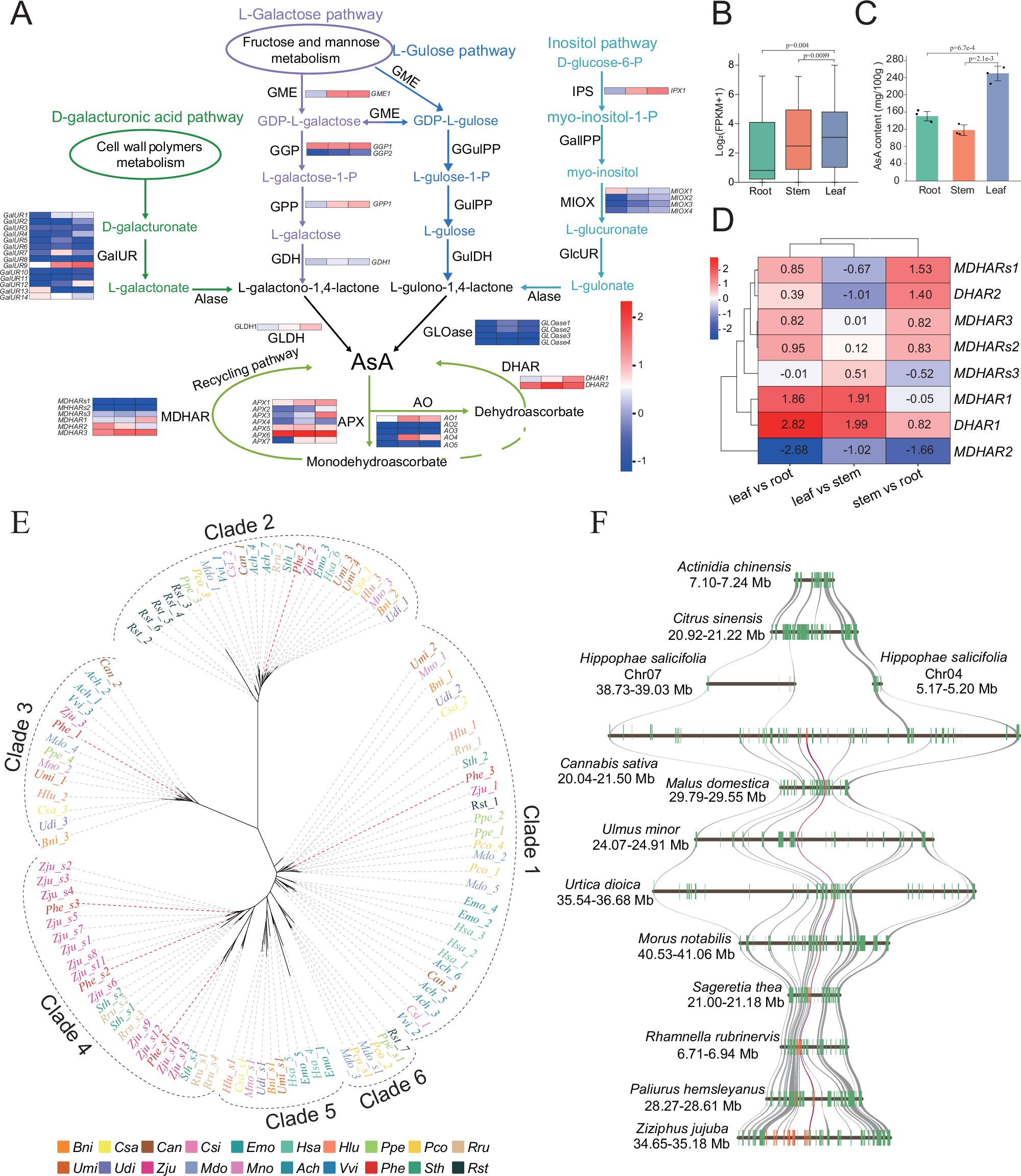 Fig. 5: AsA metabolic pathway genes, expression patterns, and MDHAR evolution in cointree.