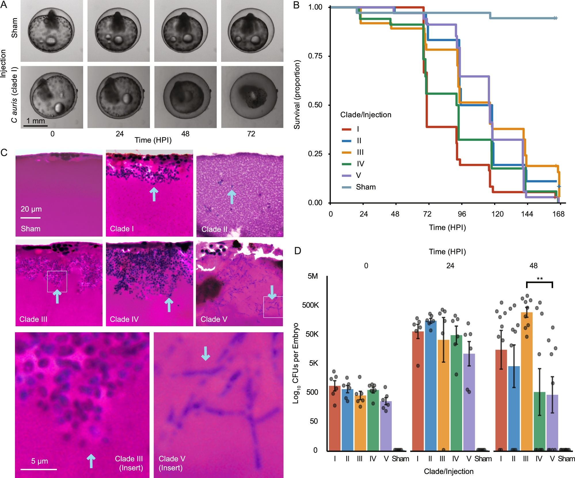 Xenosiderophore transporter gene expression and clade-specific  filamentation in Candida auris killifish (Aphanius dispar) infection |  Communications Biology