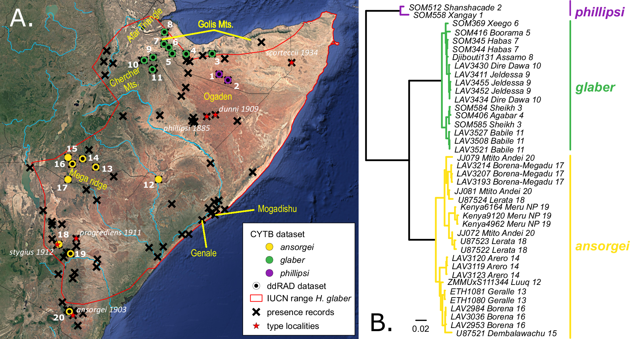 Fig. 1: Distribution, localities, and CYTB phylogeny.