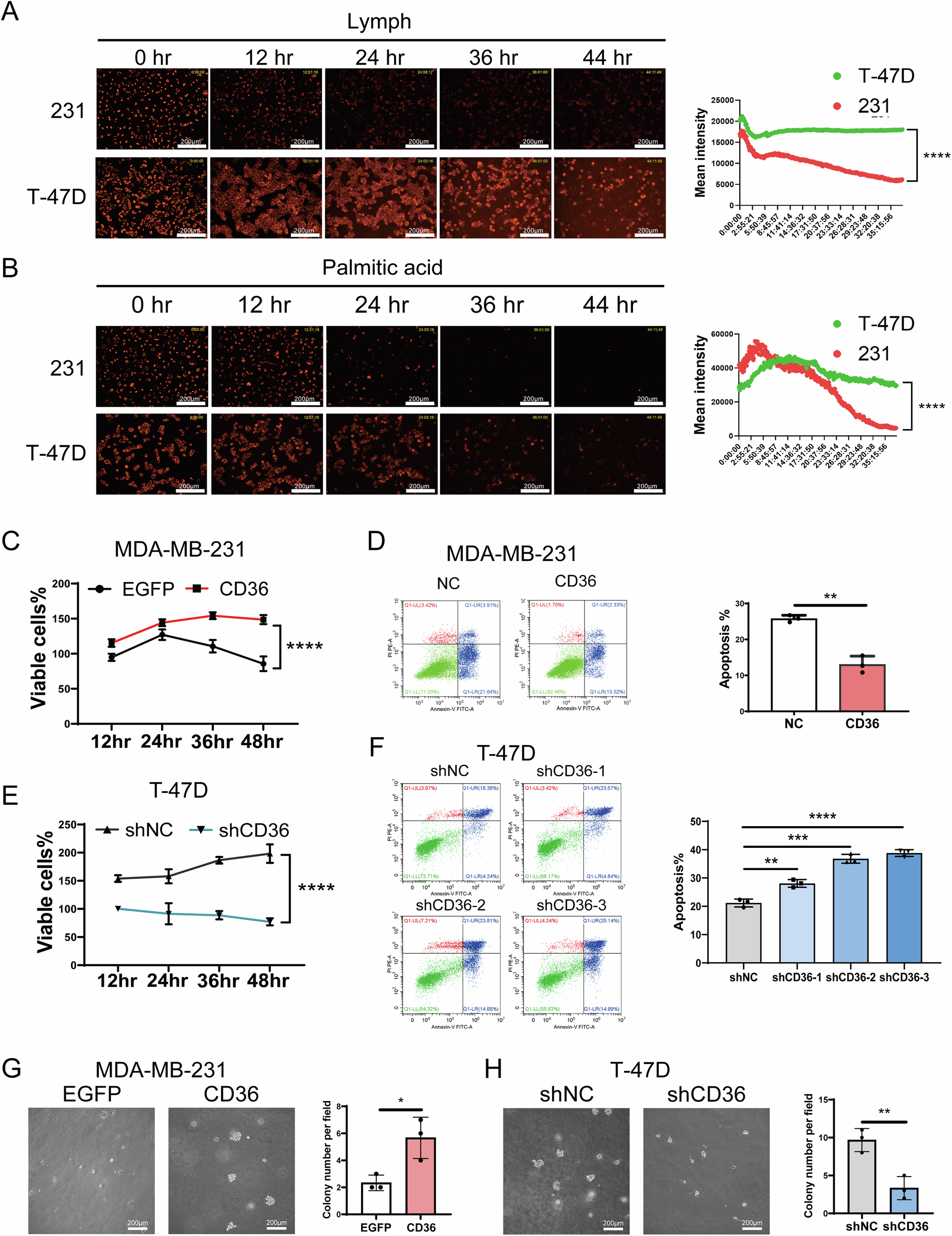 Fig. 3: CD36 induces anoikis-resistance of BC cells within lymph or palmitic acid condition.