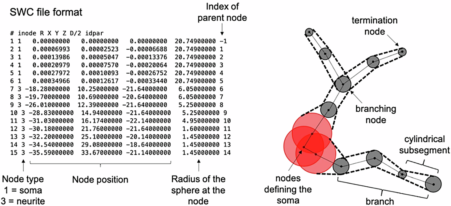 Fig. 1: An example of SWC file and how it relates to the cellular geometry.