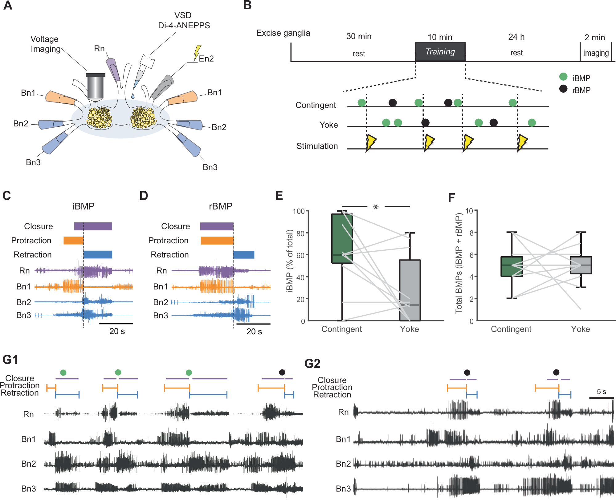 Fig. 1: In vitro analog of operant conditioning.