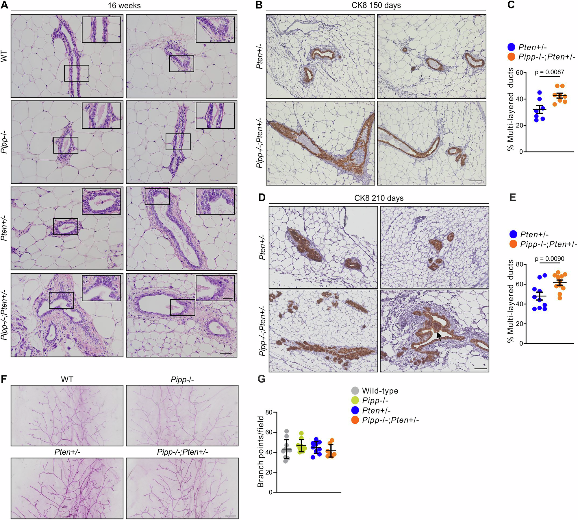 Fig. 2: Pipp ablation promotes mammary ductal multi-layering in Pten+/− mice.