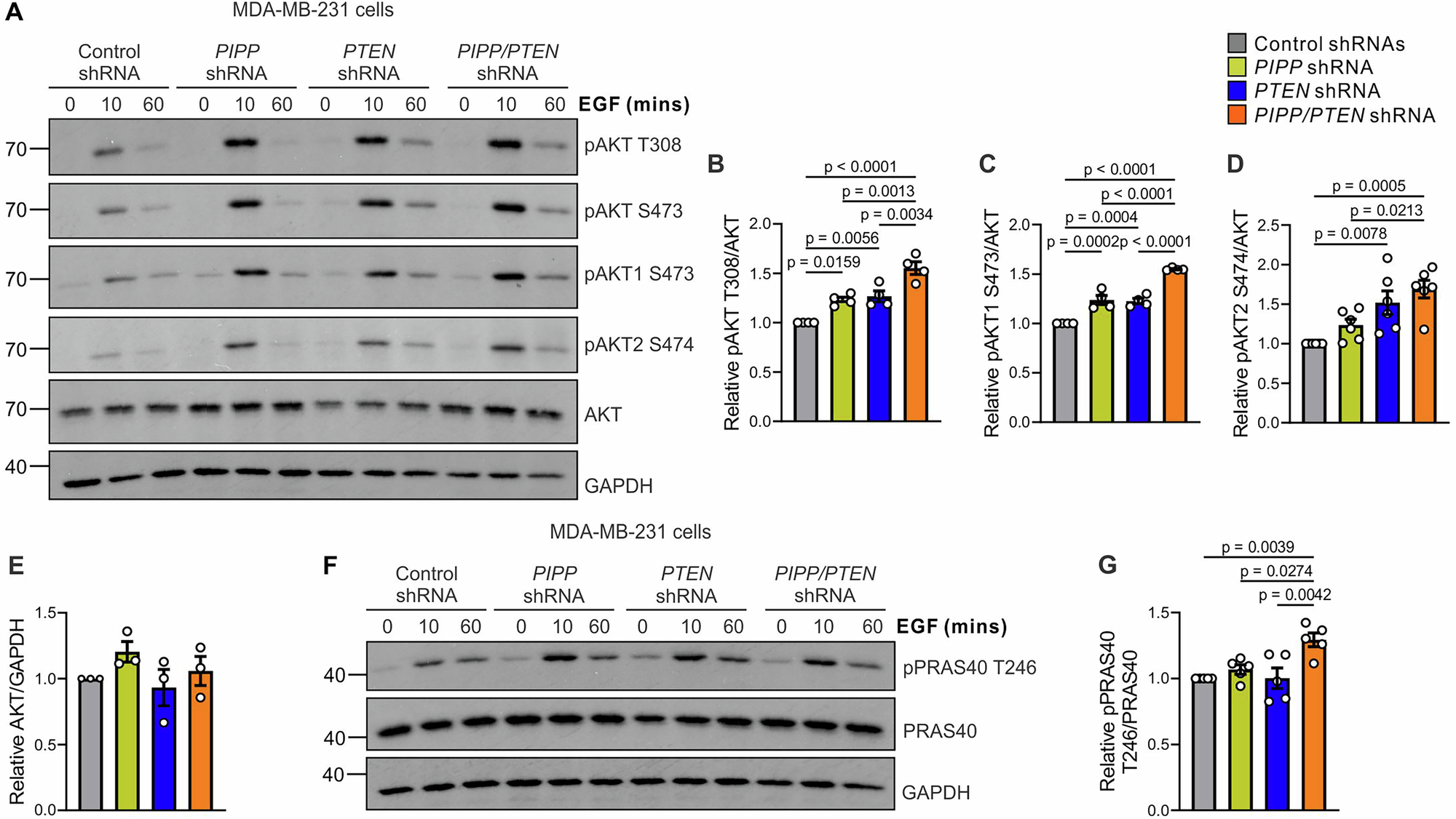 Fig. 6: Co-shRNA knockdown of PIPP and PTEN enhances AKT signaling.
