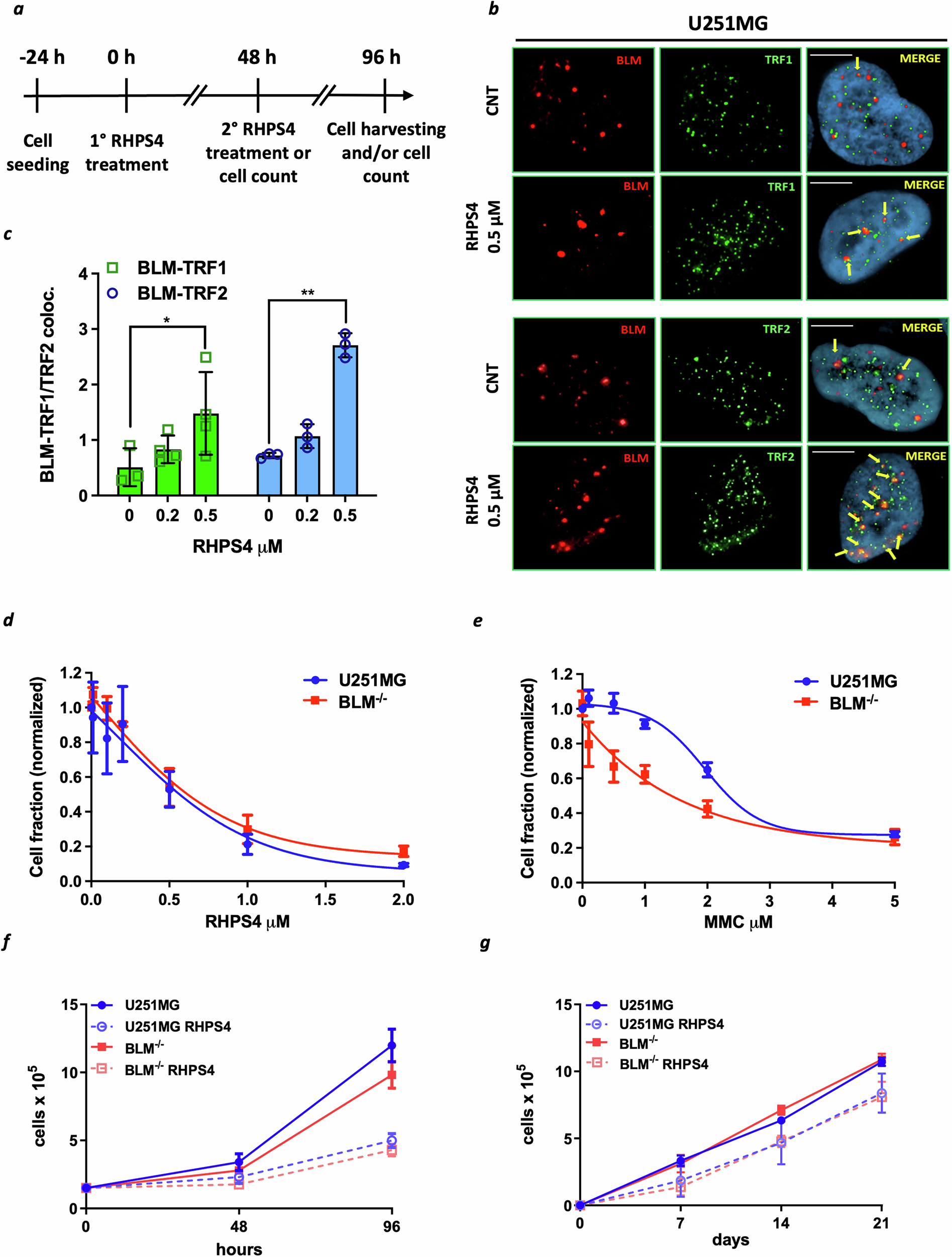 Fig. 1: BLM localizes to telomeres upon RHPS4-induced replicative stress, but its absence does not affect cell proliferation.