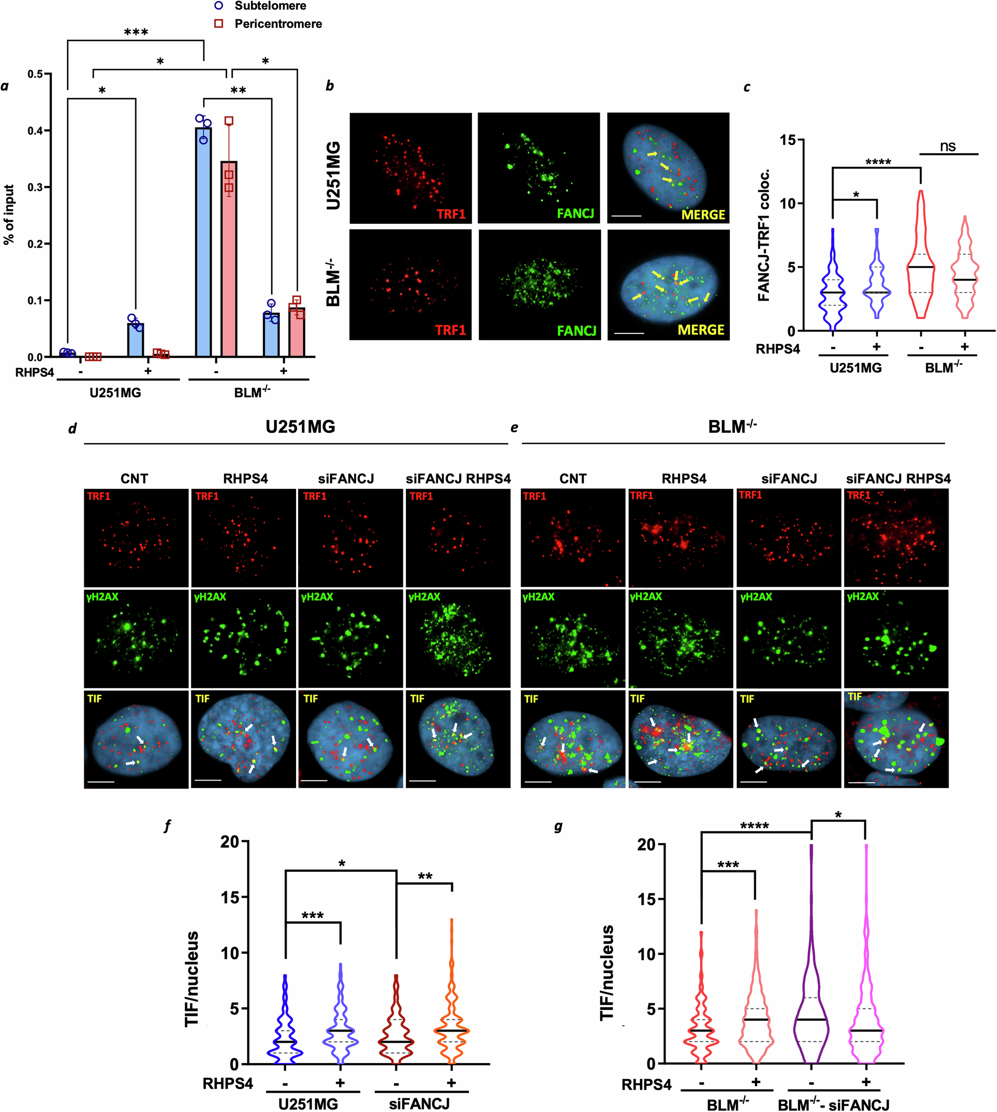 Fig. 5: FANCJ localizes to subtelomeres and telomeres in response to RHPS4.