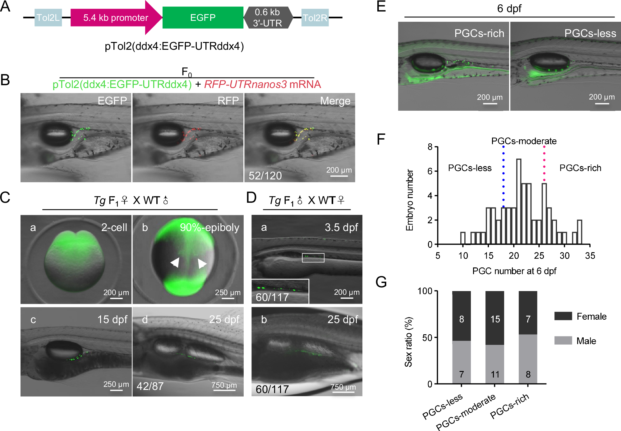 生殖細胞発生研究の新モデルとなるJuji魚 (Juji Fish Becomes Promising Model for Studying Germ Cell Development and Gonadal Differentiation)