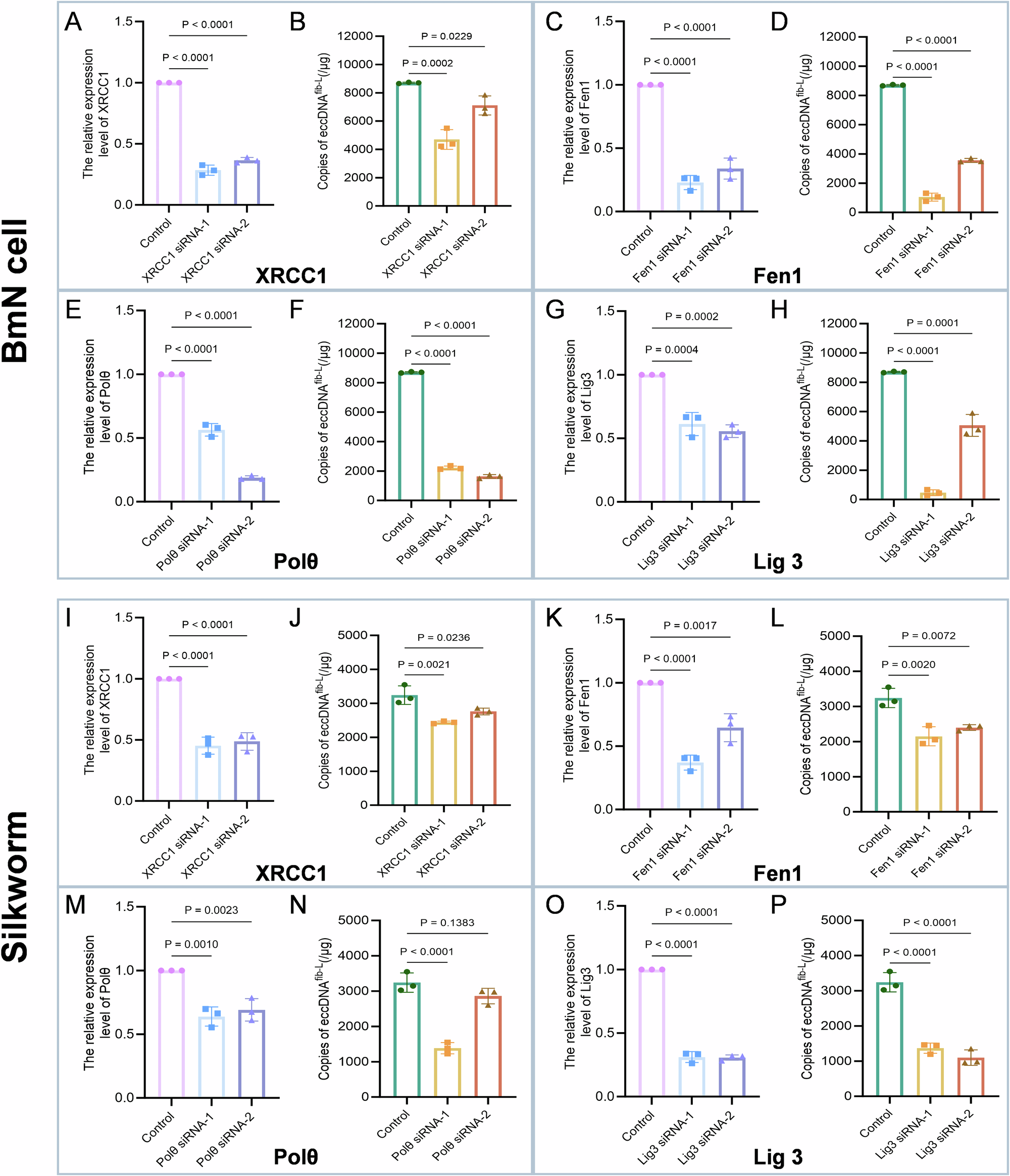 Fig. 3: Effect of silencing MMEJ repair pathway-related genes on eccDNAfib-L formation.