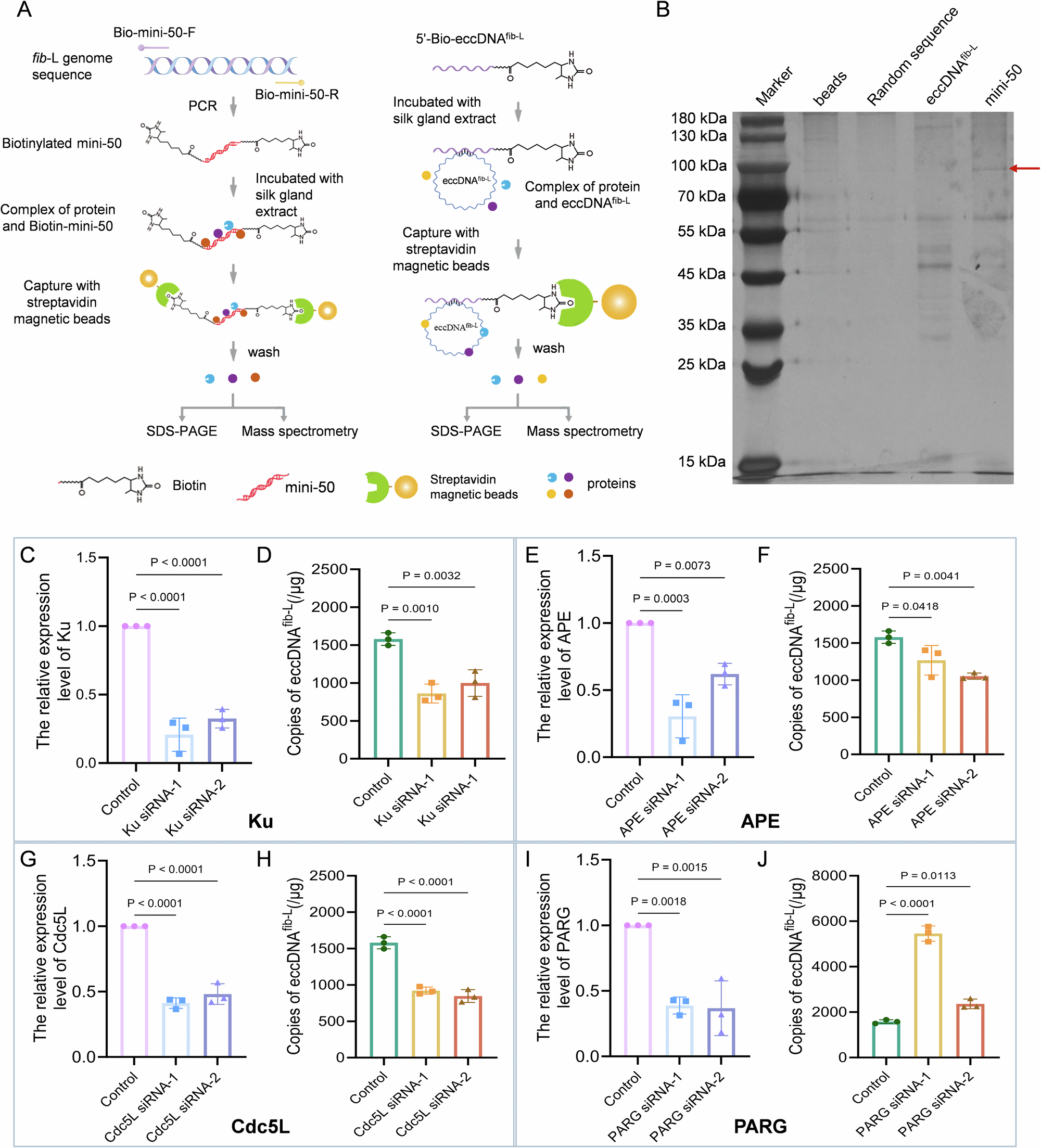 Fig. 4: Efficiency of eccDNAfib-L formation after silencing the genes related to DNA repair pathway.